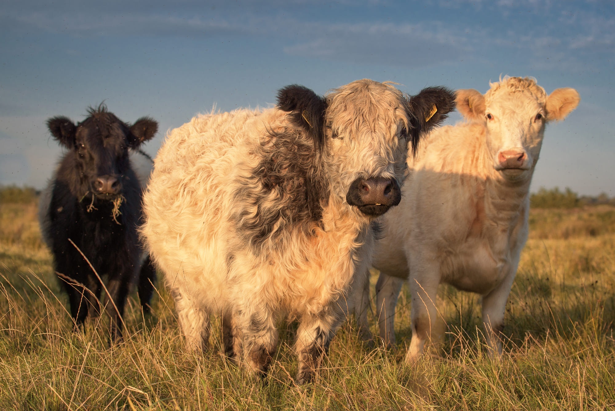 Three cows in a grassy field at sunset HD Wallpaper