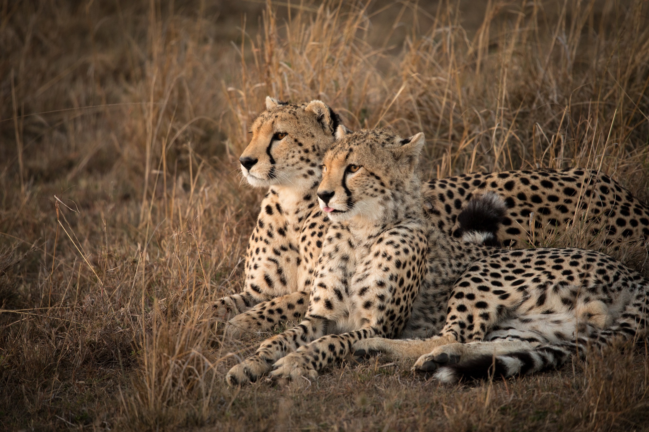 Two Cheetahs Resting in Dry Grass HD Wallpaper