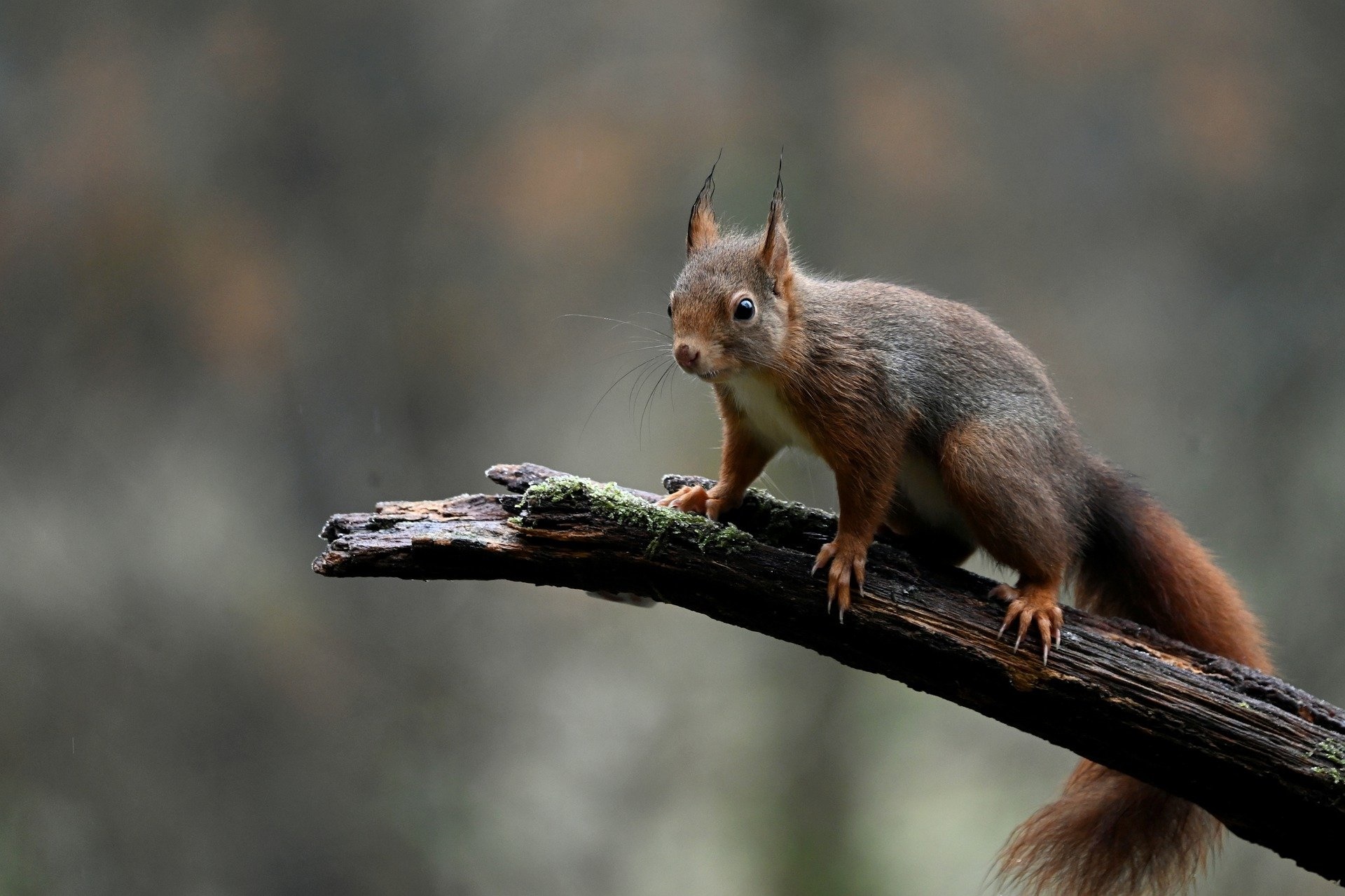 Red squirrel on a branch HD Wallpaper