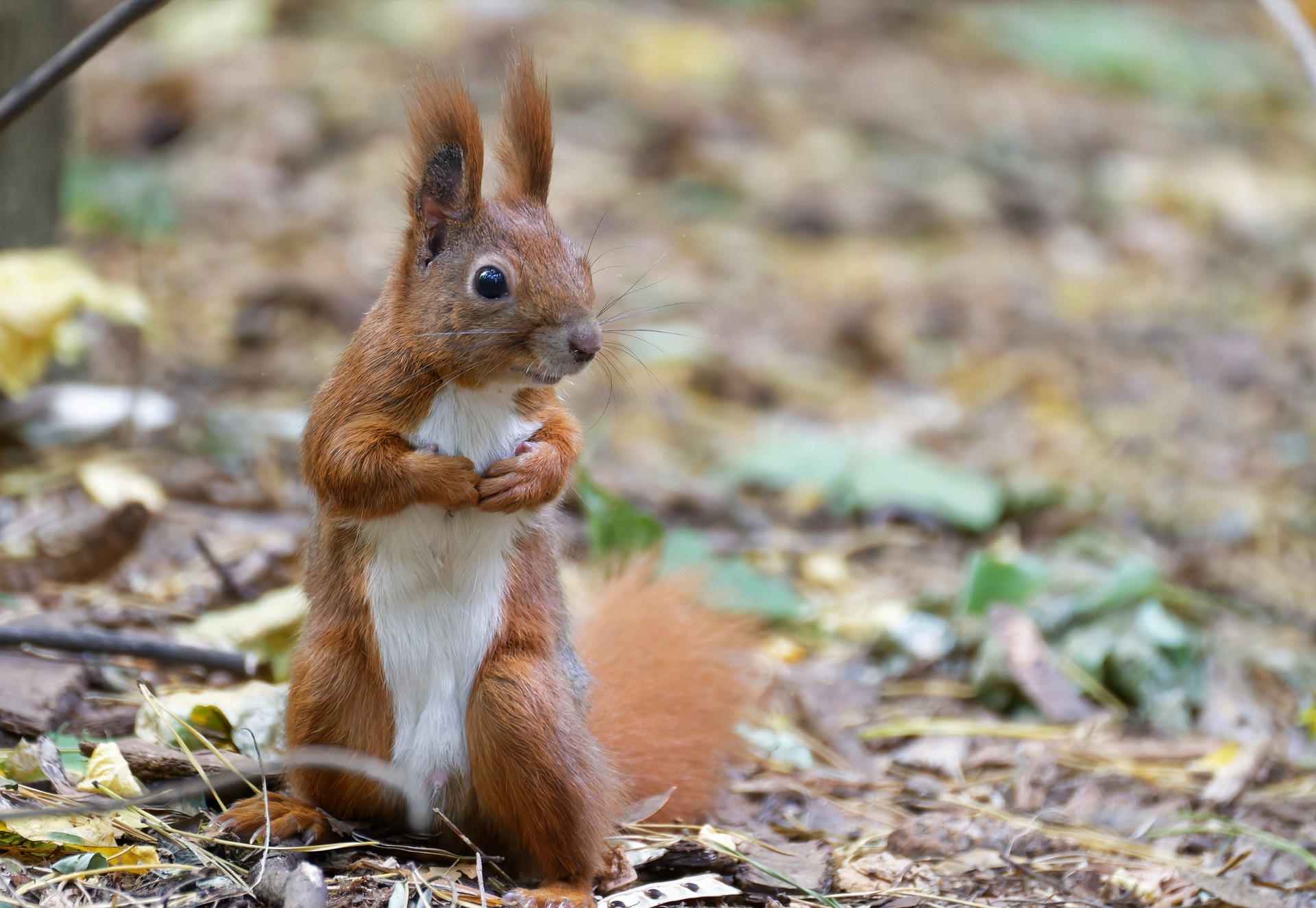 Red squirrel sitting on the forest floor HD Wallpaper