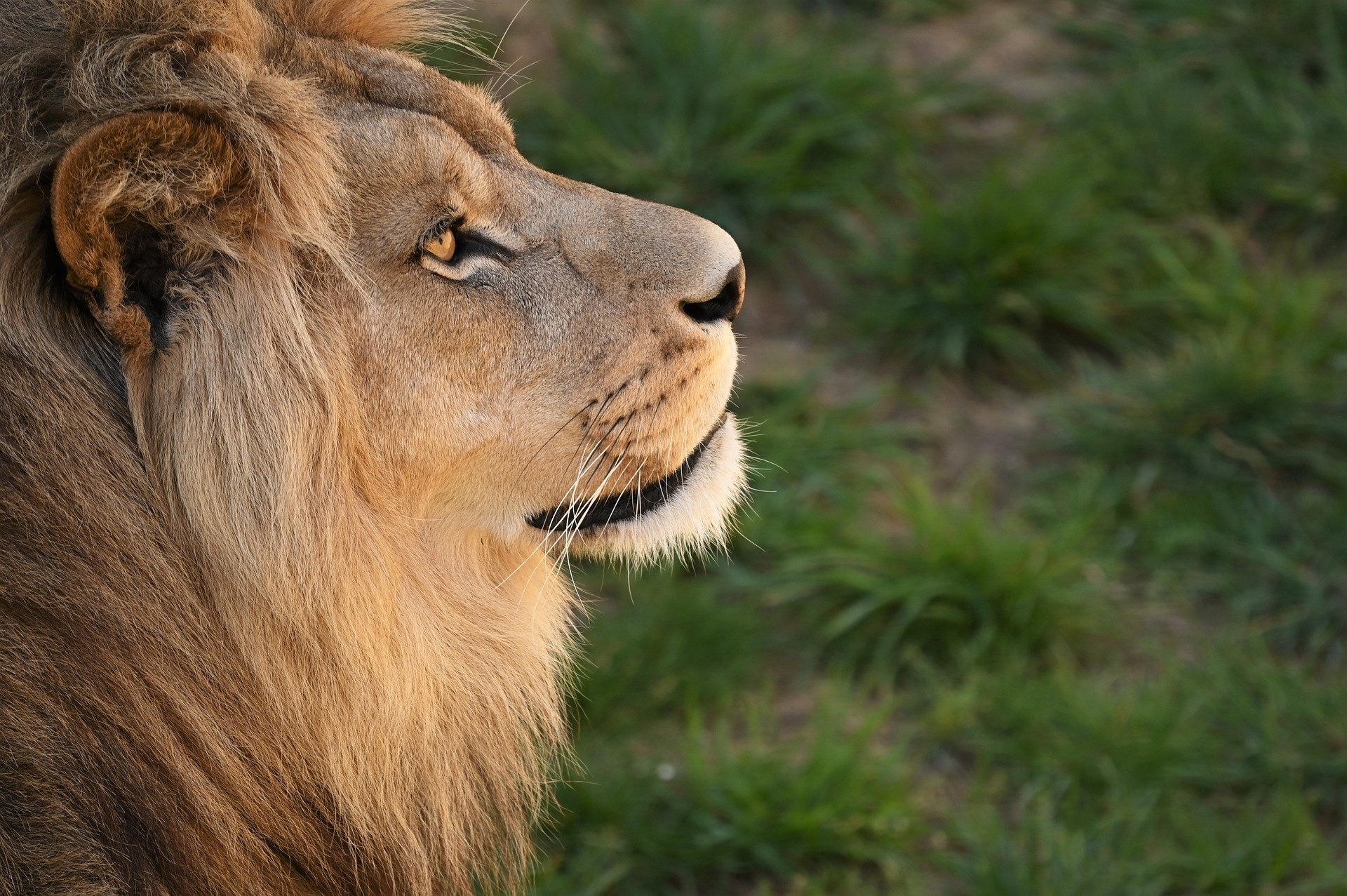 Lion's Profile in a Grassy Field HD Wallpaper