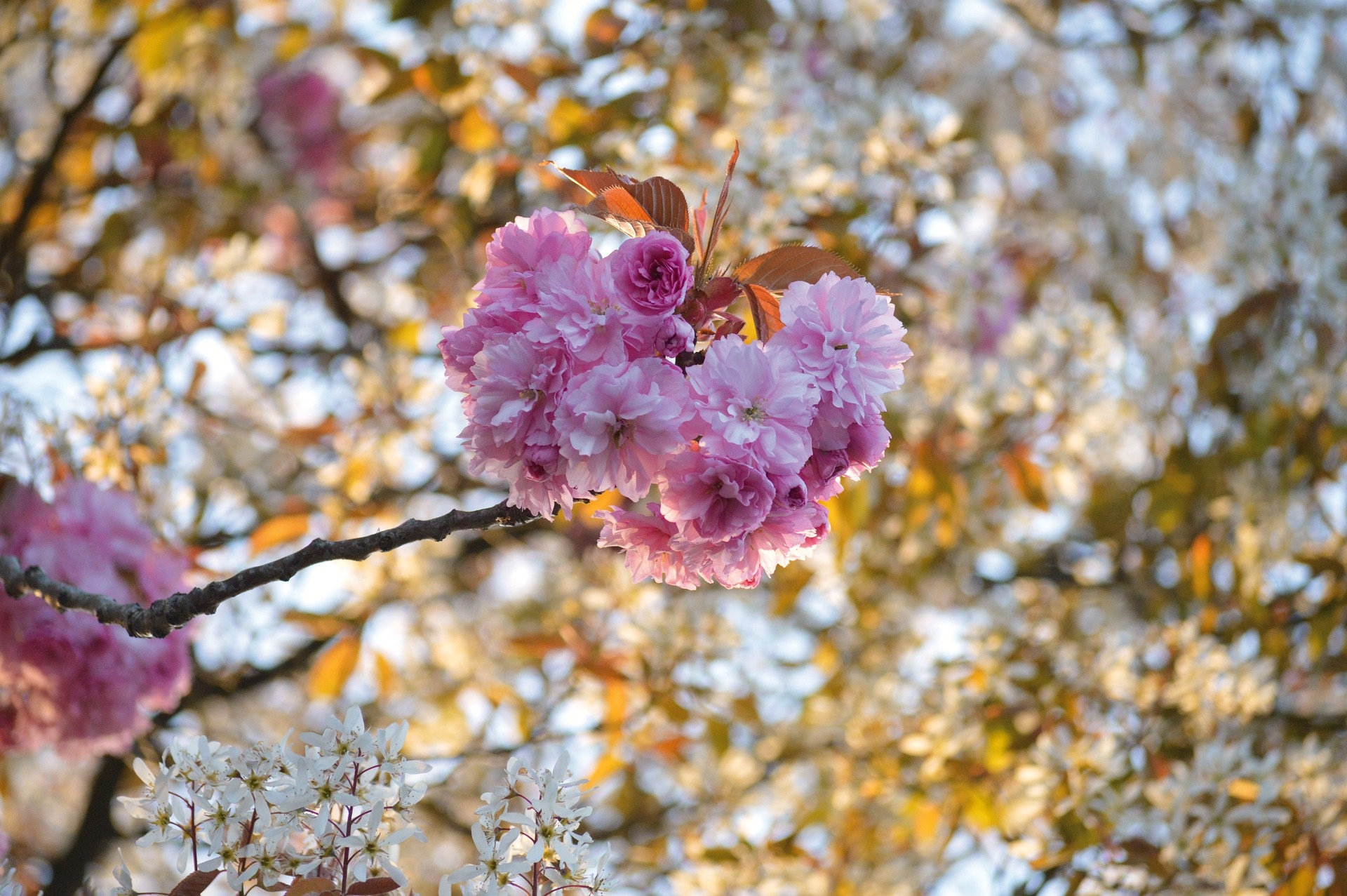 Pink Cherry Blossoms on a Branch HD Wallpaper