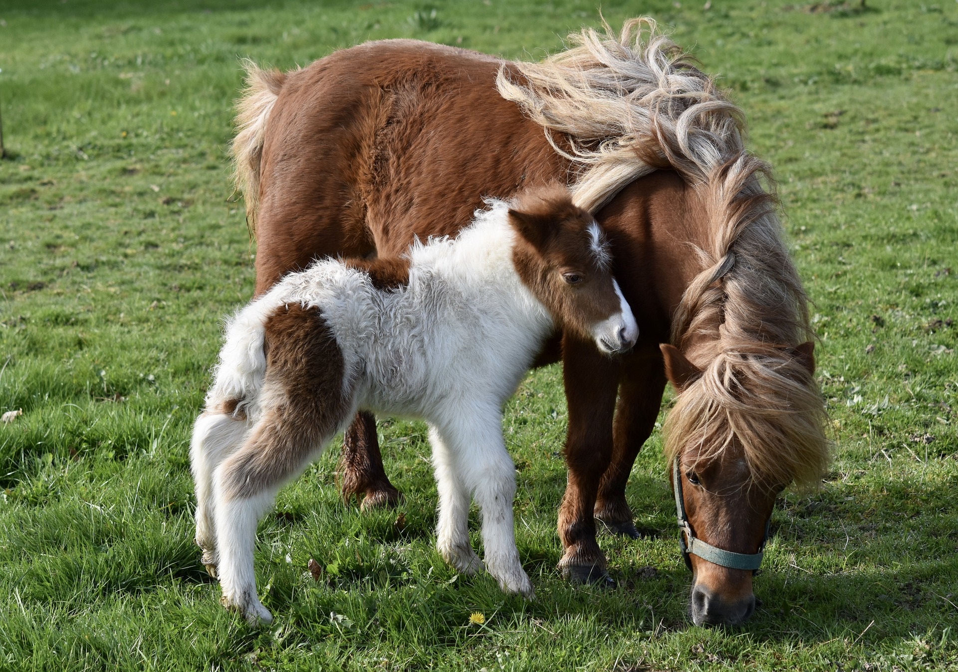 Mother and baby pony grazing in a field HD Wallpaper