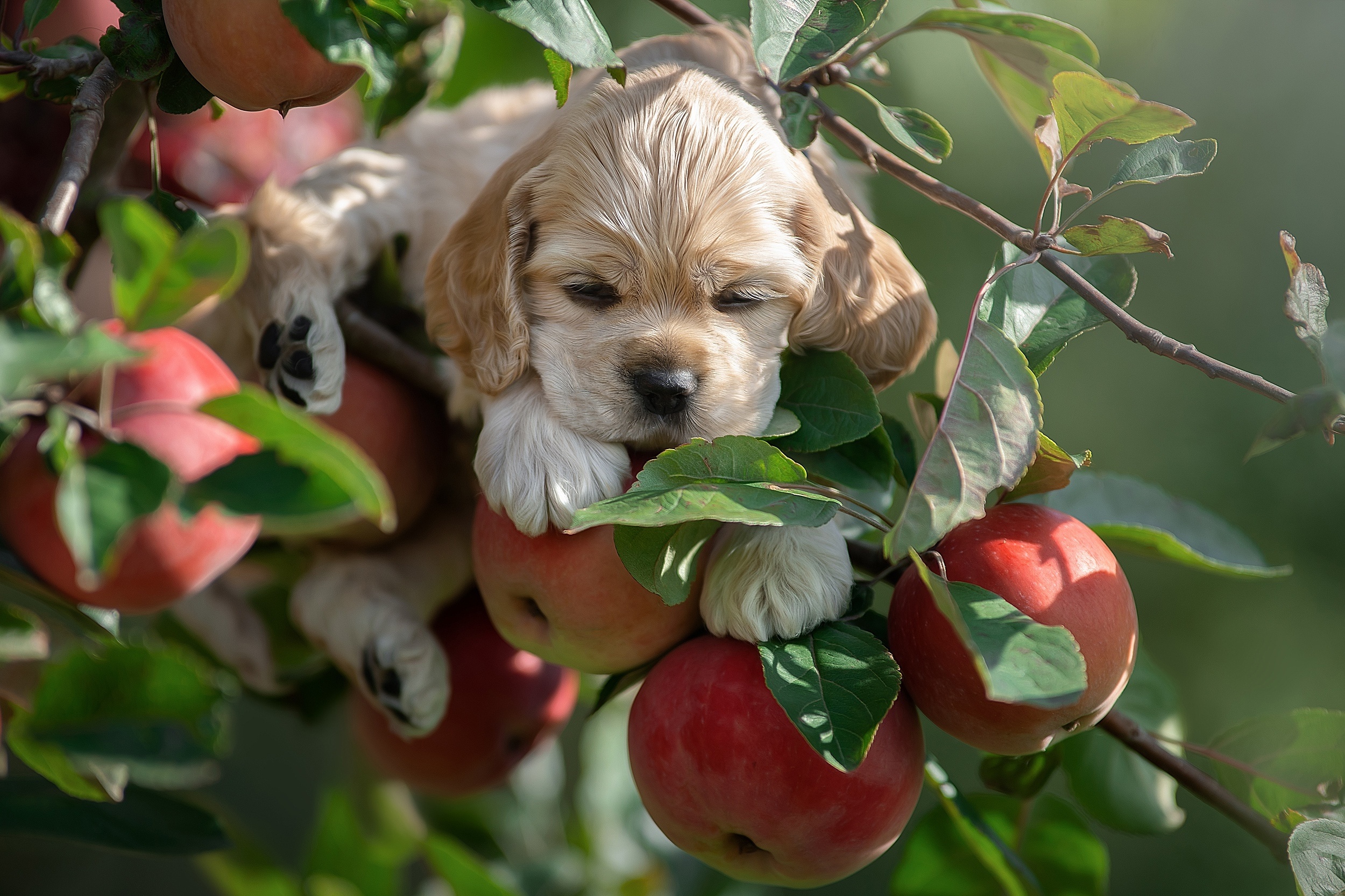 Puppy sleeping on apples in a tree HD Wallpaper