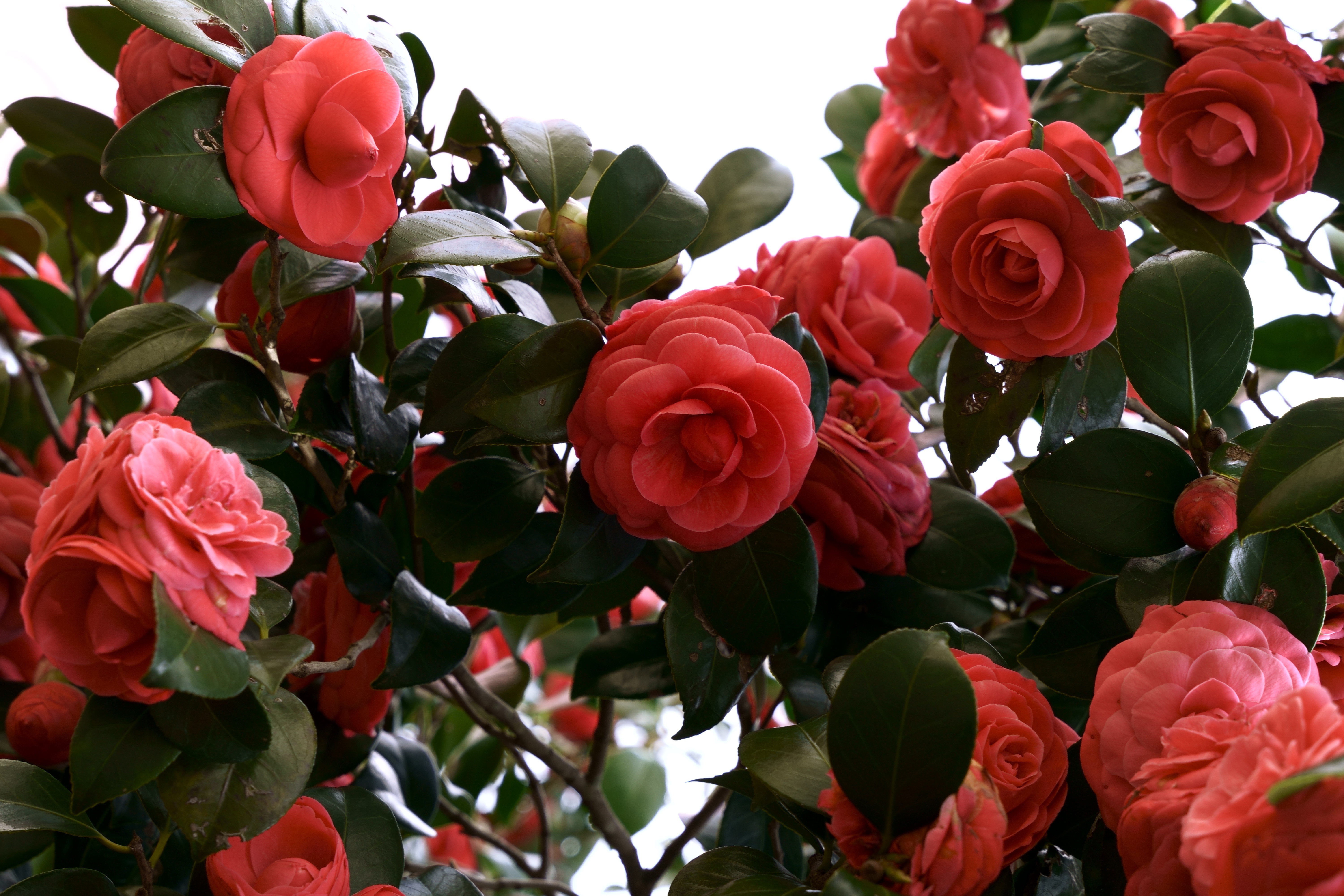 Camellia flowers in bloom 4K HD Wallpaper