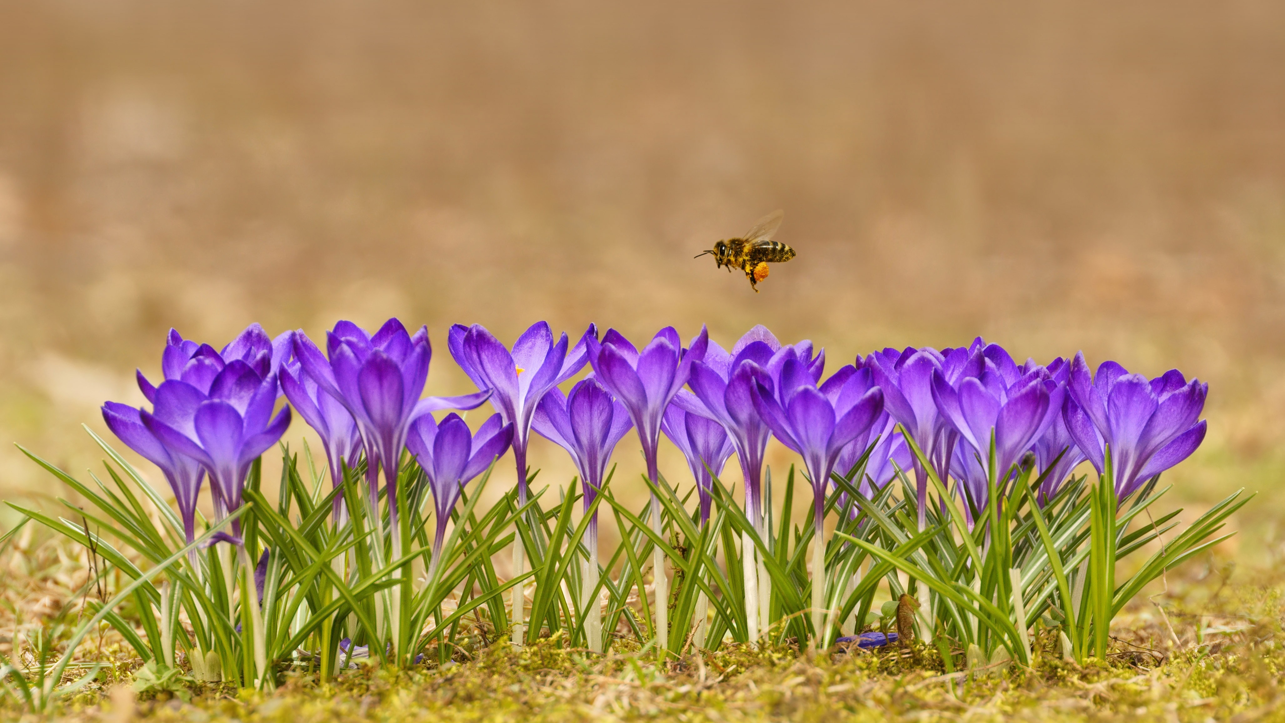 Bee flying over purple crocuses in Poland HD Wallpaper