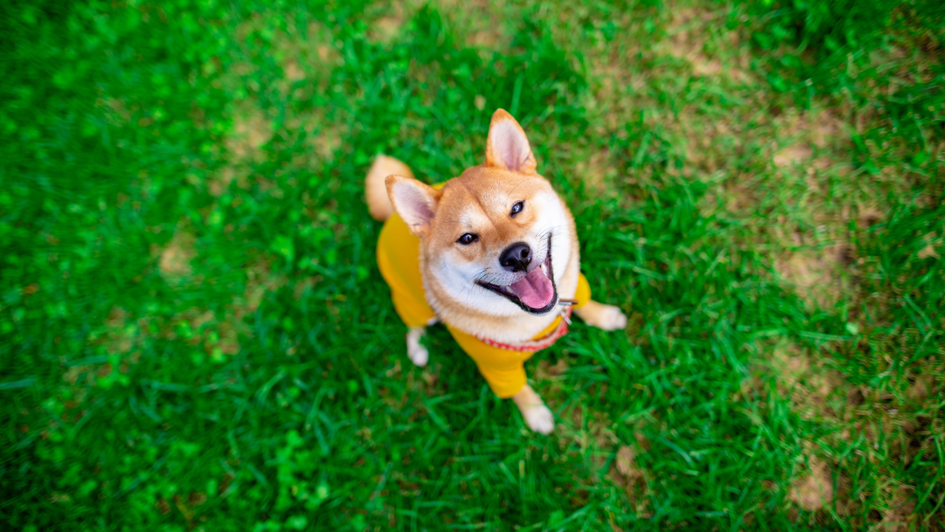 Shiba Inu Dog Wearing Yellow Shirt in Grass 4K HD Wallpaper