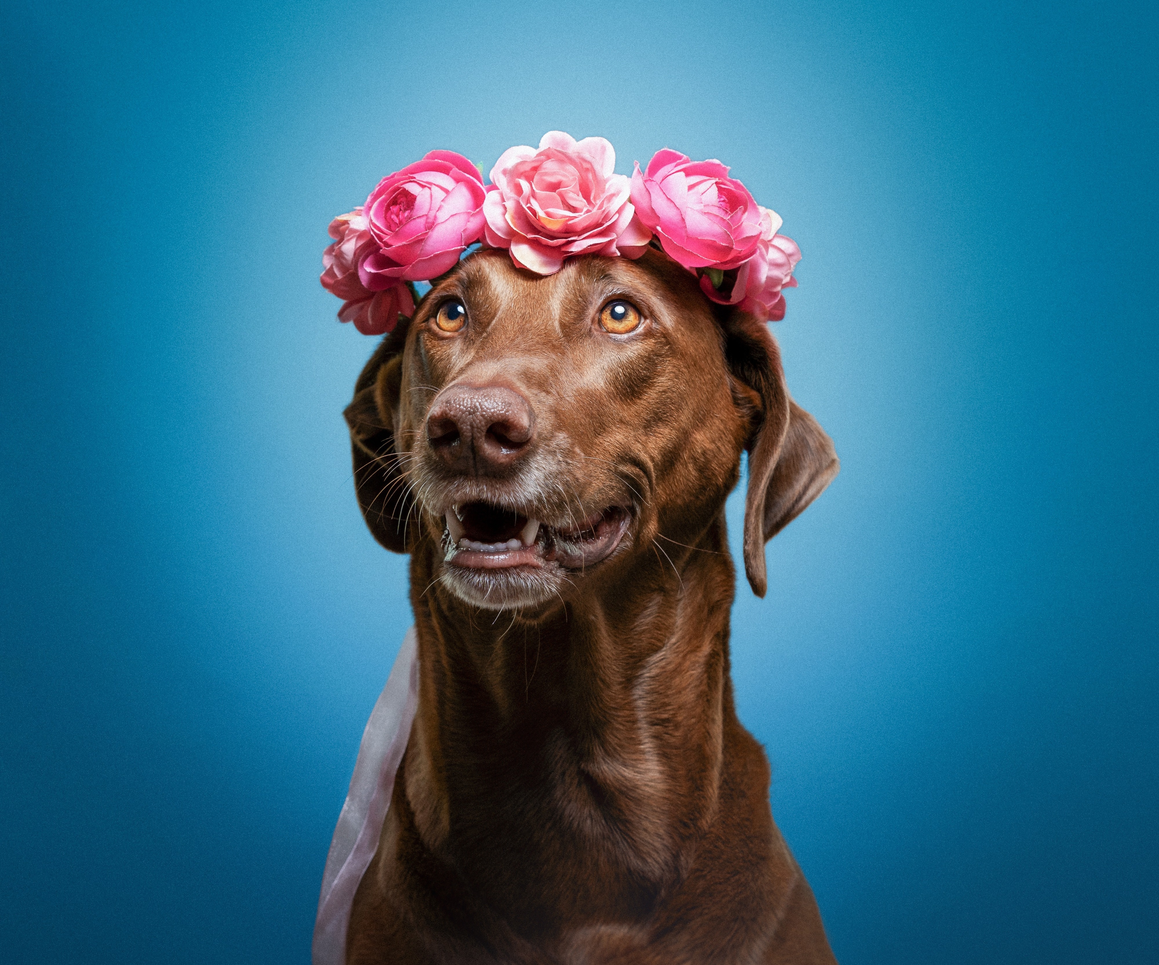 Brown dog wearing a pink flower crown HD Wallpaper