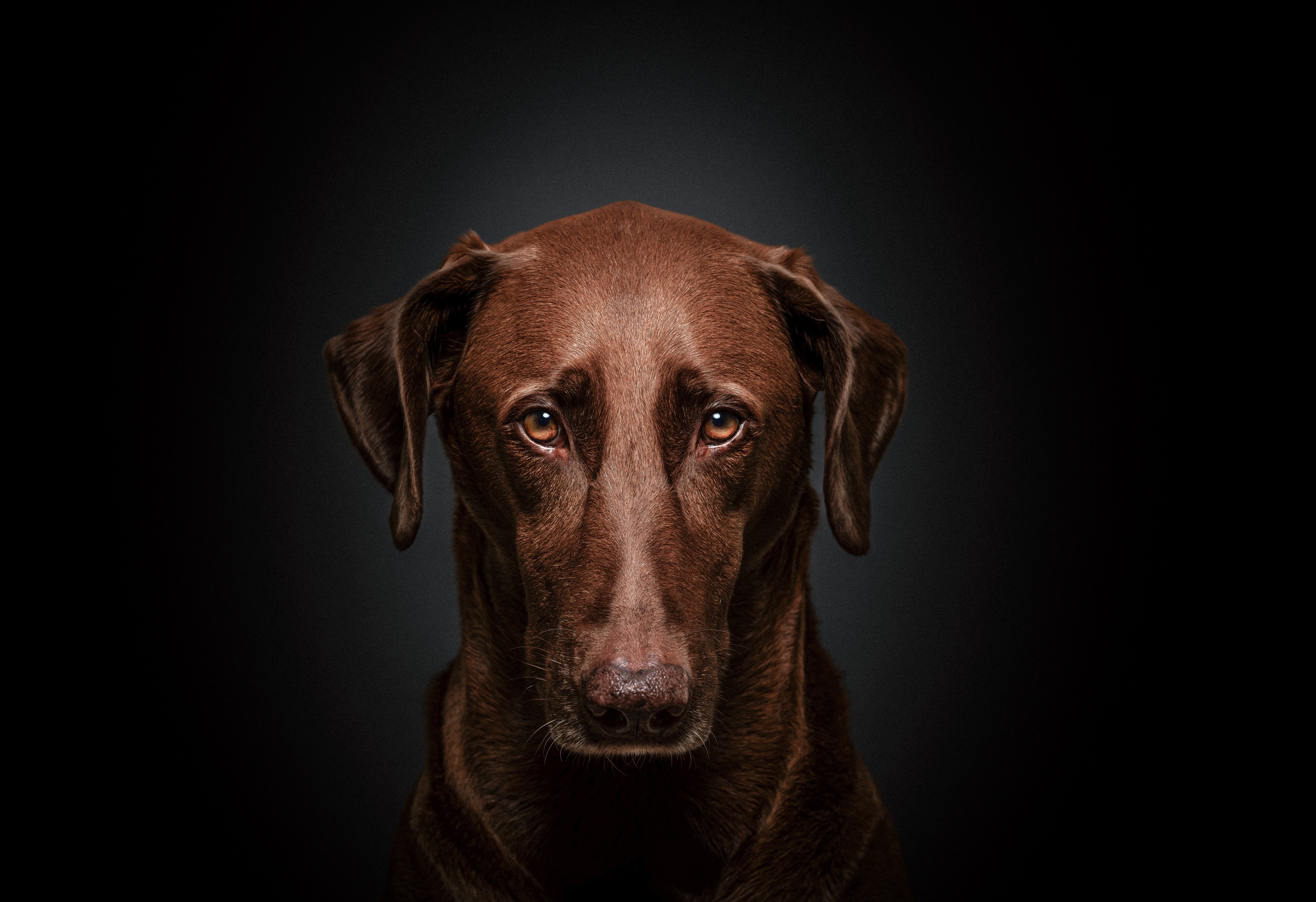 Chocolate Labrador Dog Portrait 4K HD Wallpaper