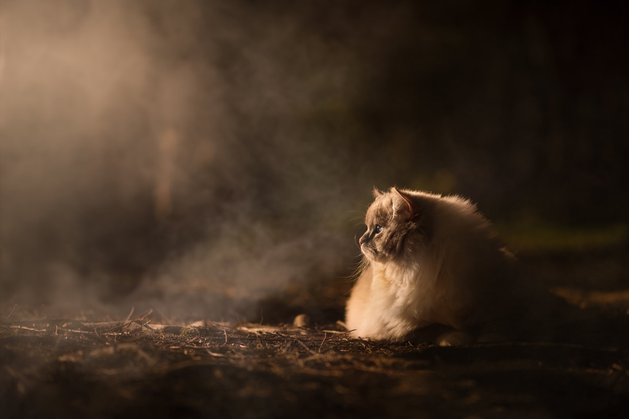 Fluffy Ragdoll cat in smoky forest HD Wallpaper