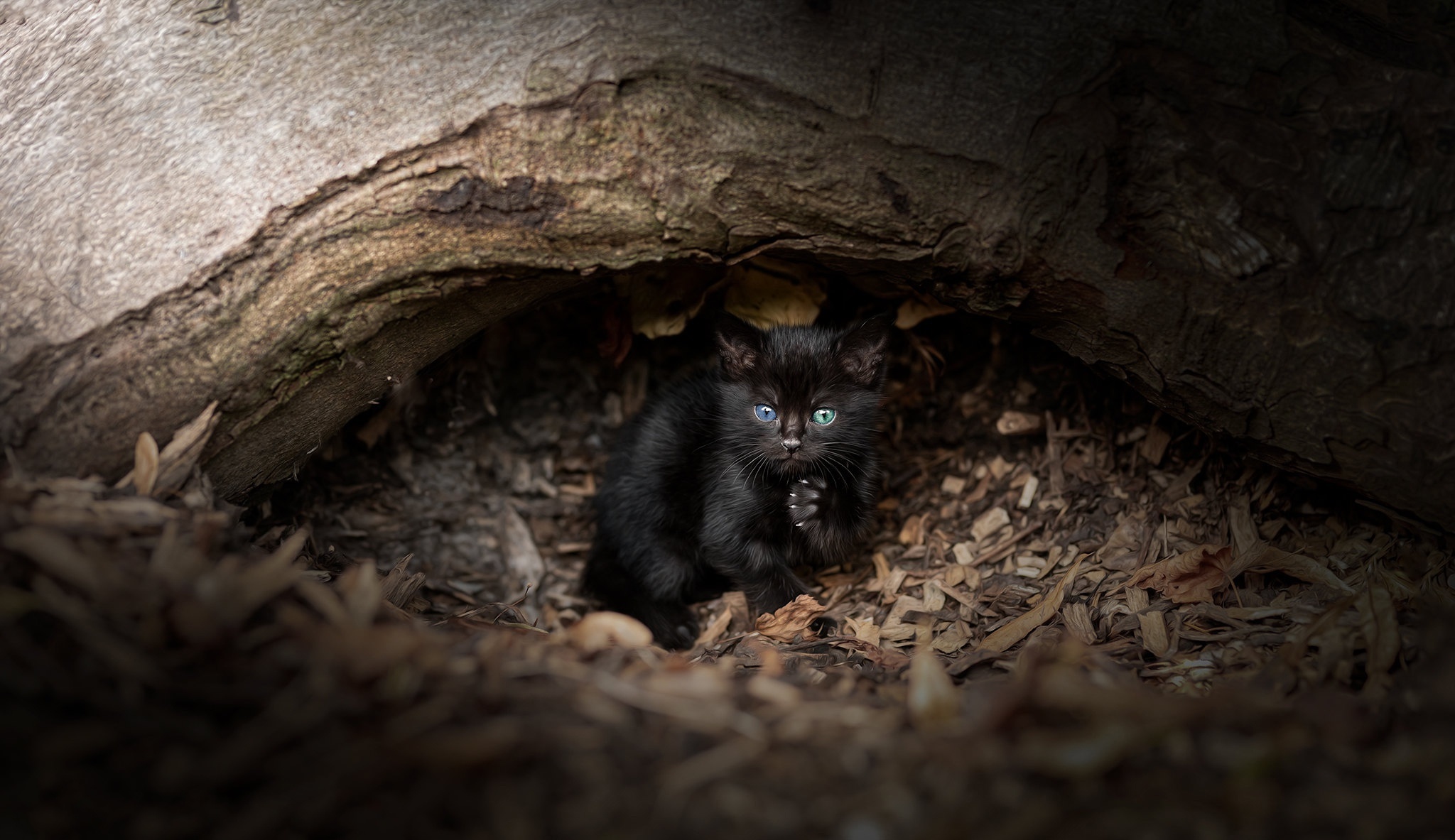 Black kitten with blue and green eyes under a tree HD Wallpaper