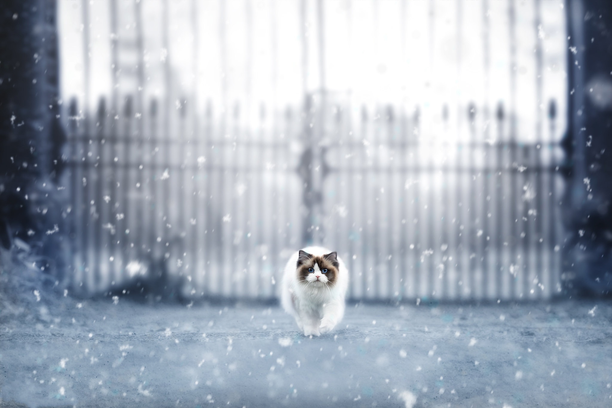 Fluffy cat walking in snow HD Wallpaper