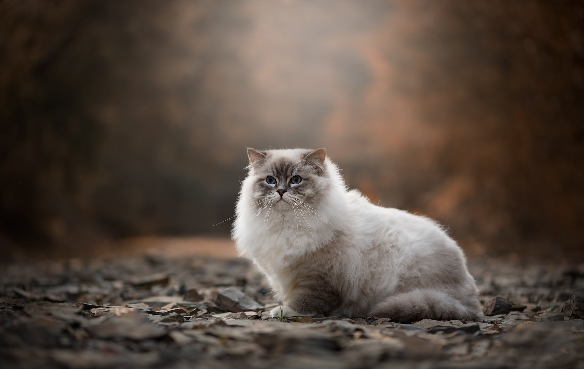 Fluffy Ragdoll Cat Sitting on Rocks HD Wallpaper