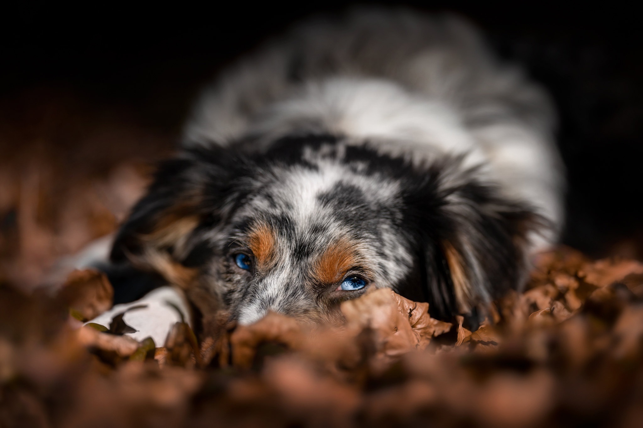 Australian Shepherd dog with blue eyes lying in leaves HD Wallpaper