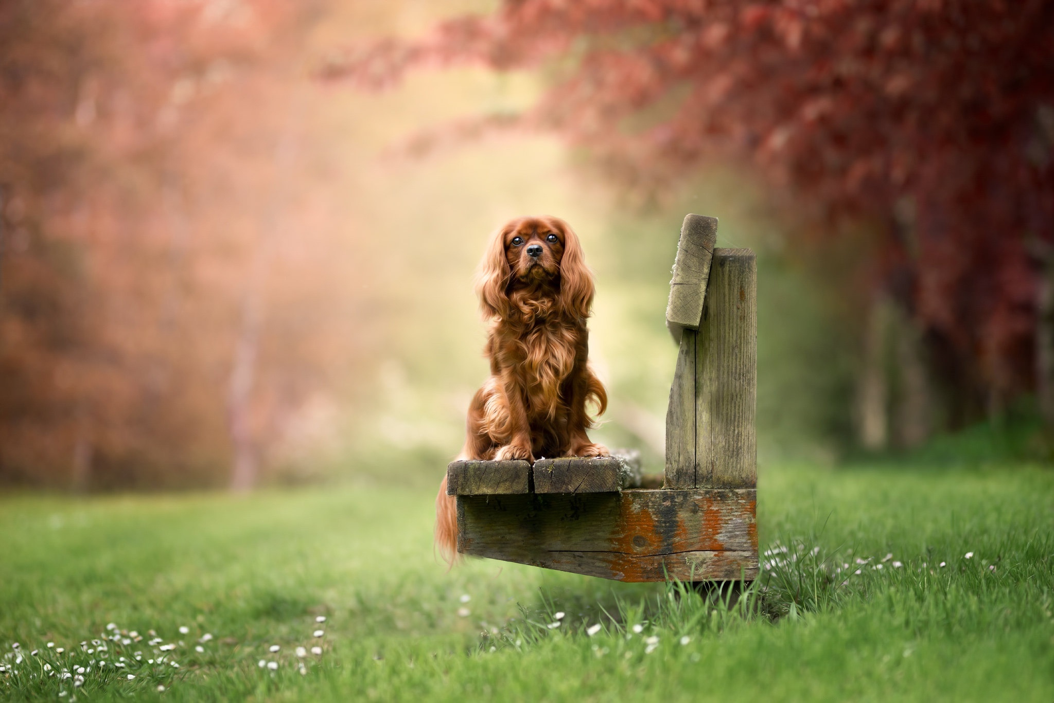 King Charles Spaniel sitting on a wooden bench HD Wallpaper