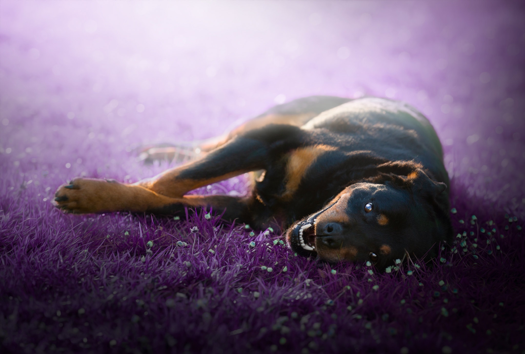 Rottweiler lying on purple grass HD Wallpaper