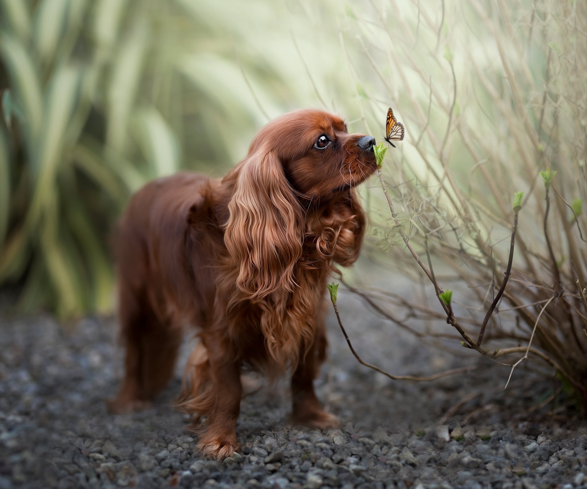 Cavalier King Charles Spaniel with butterfly HD Wallpaper