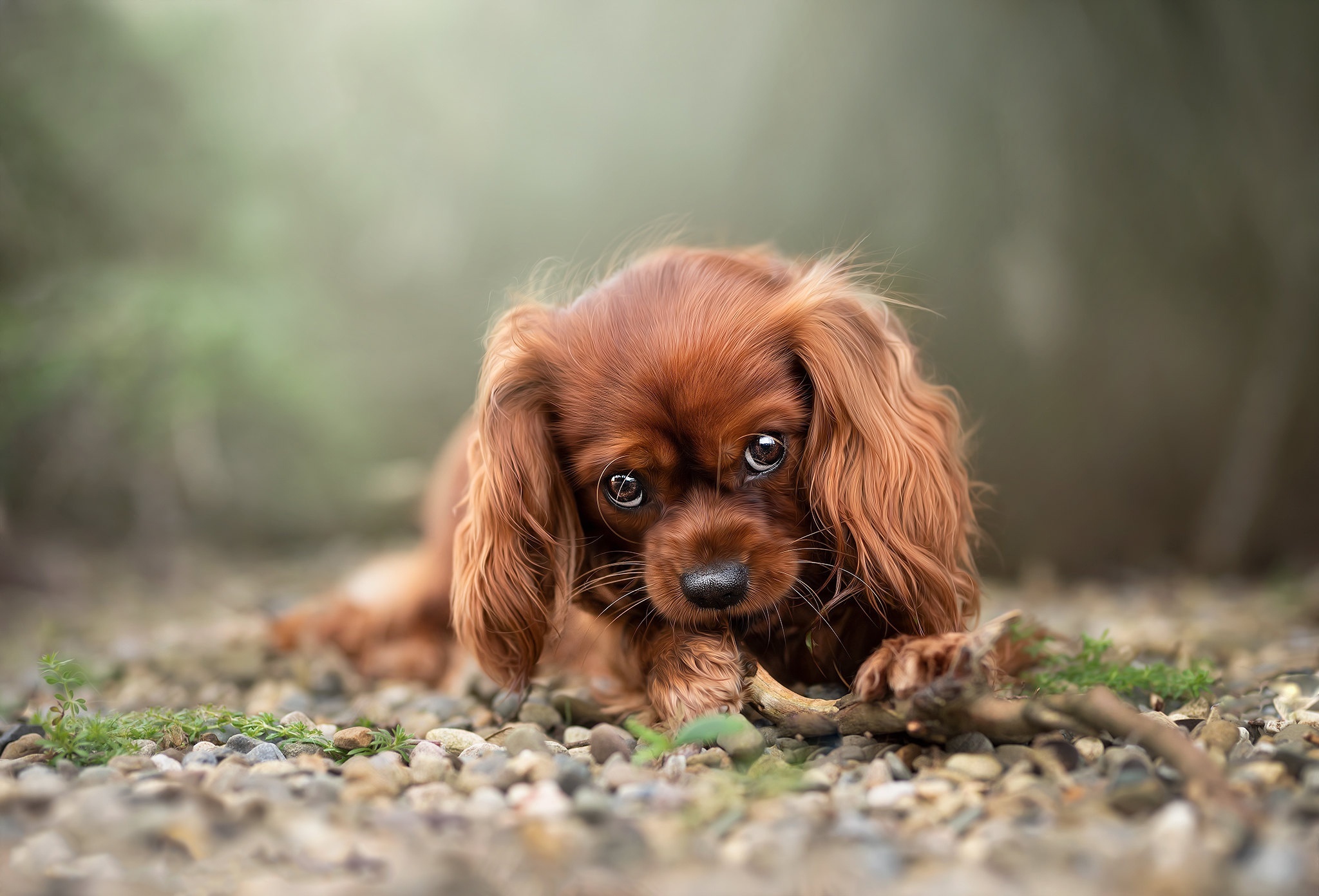 Cavalier King Charles Spaniel puppy chewing a stick HD Wallpaper