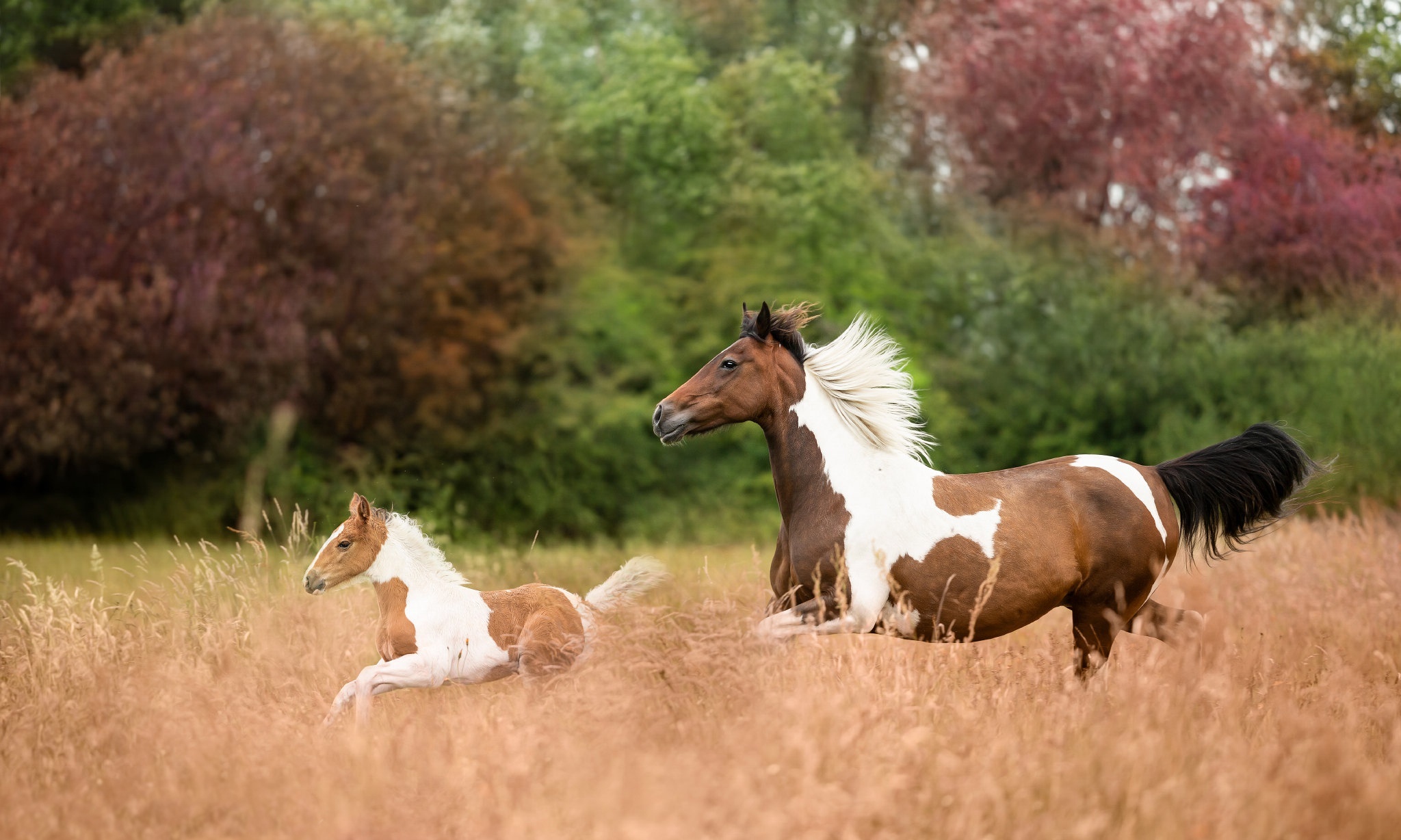 Brown and white horses running in a field HD Wallpaper