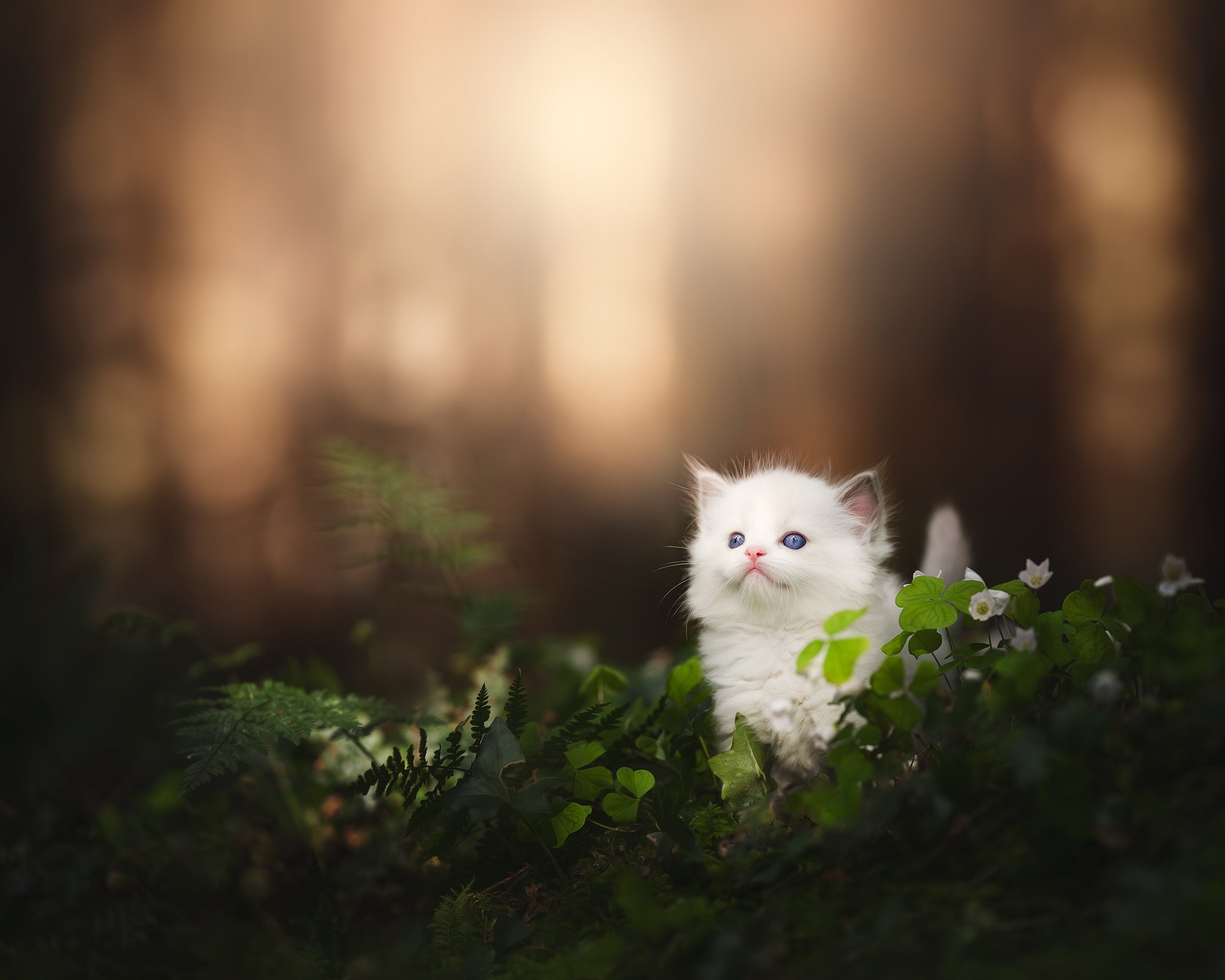 White kitten with blue eyes in green foliage HD Wallpaper