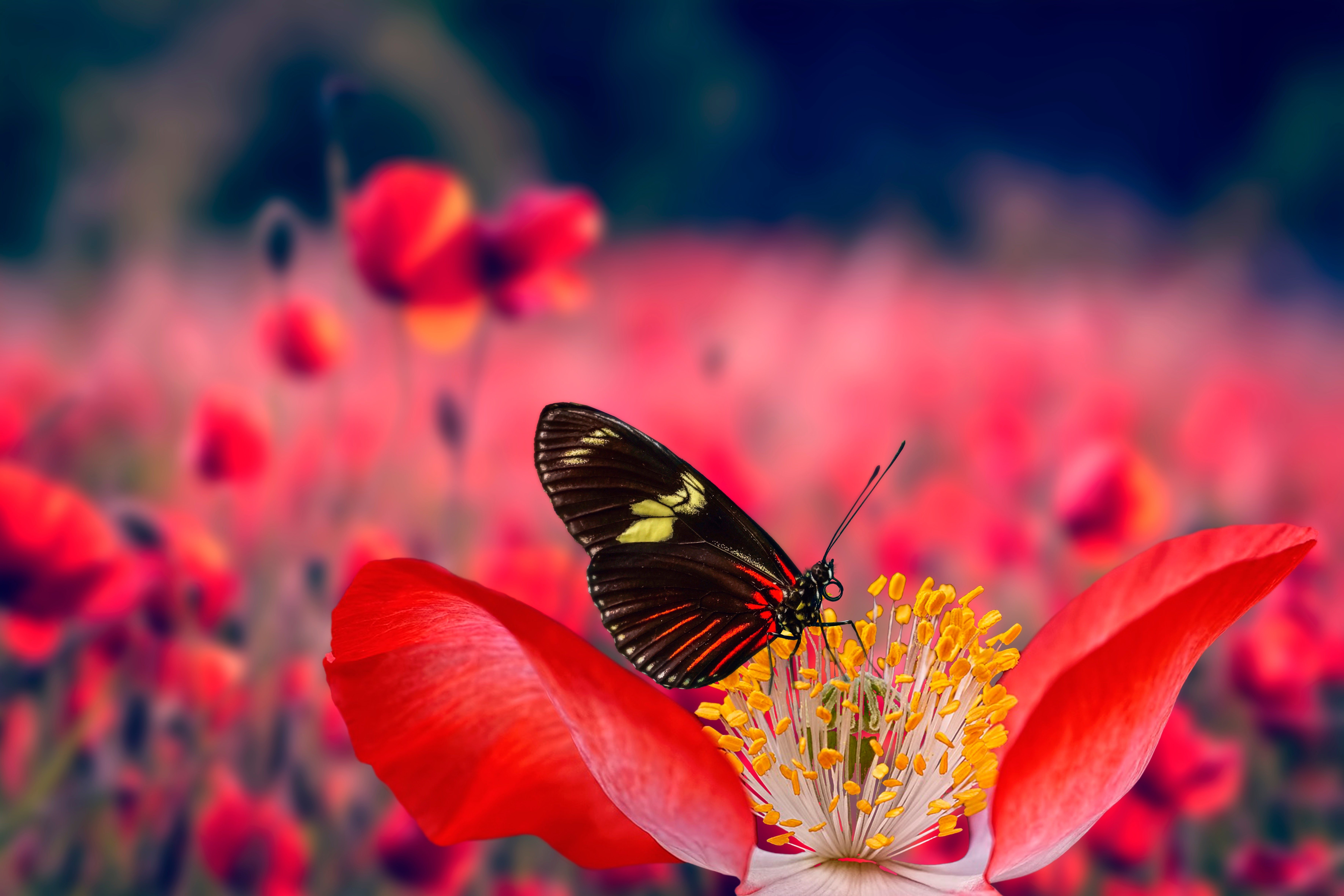 Butterfly on a poppy flower 4K HD Wallpaper