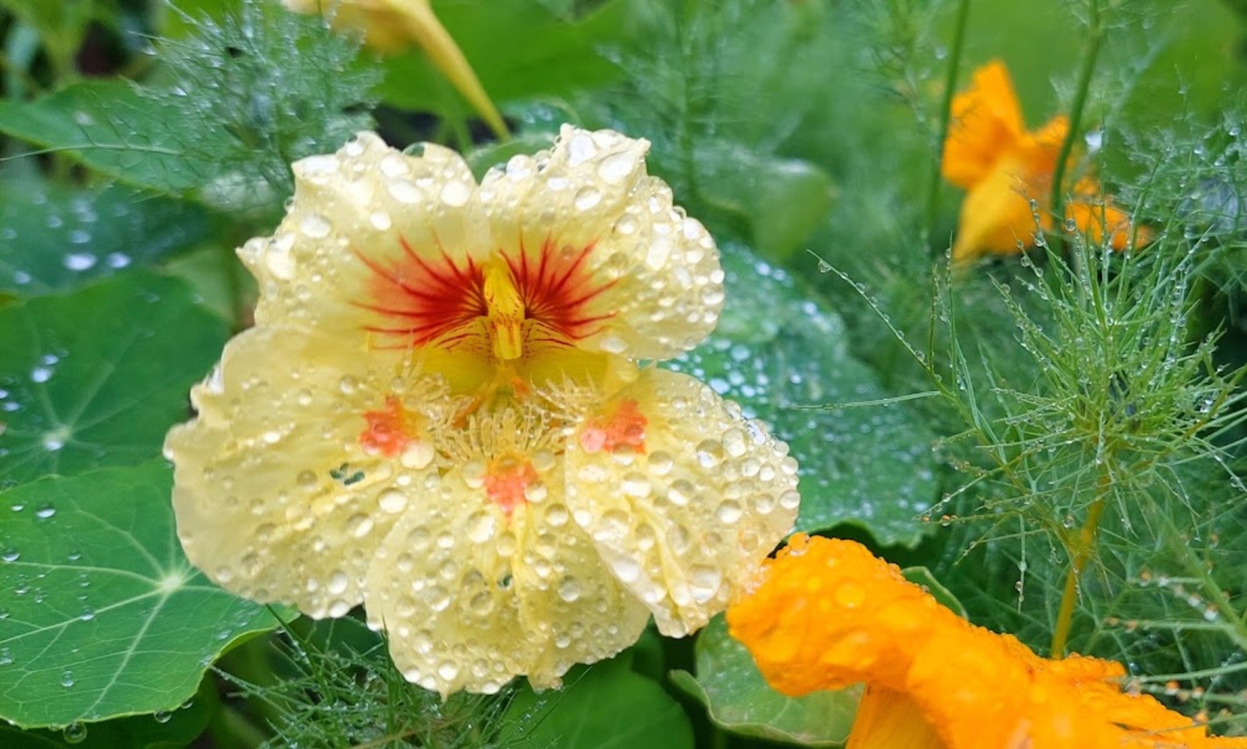 Yellow nasturtium flower with water droplets HD Wallpaper