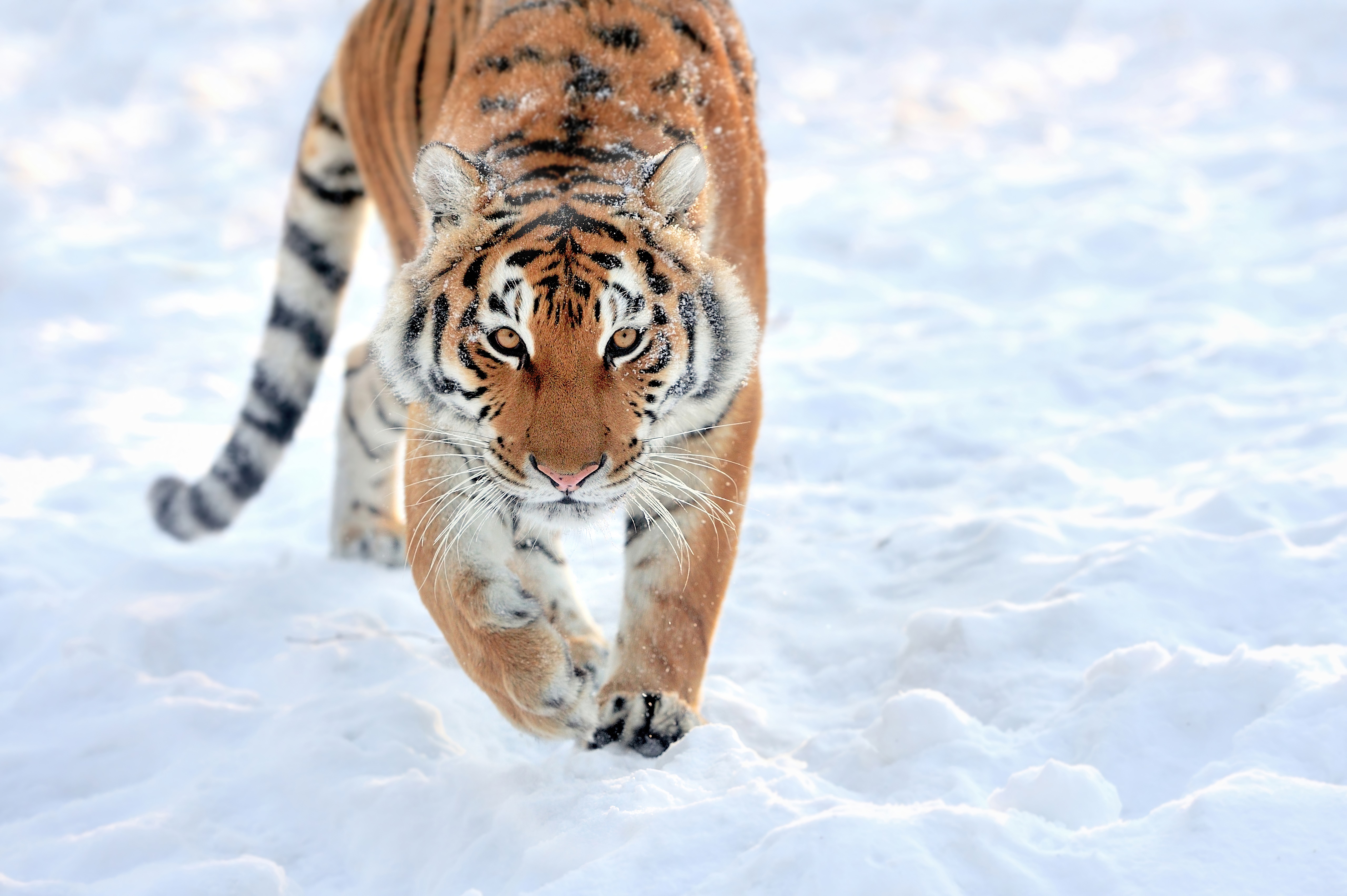 Tiger walking in the snow HD Wallpaper