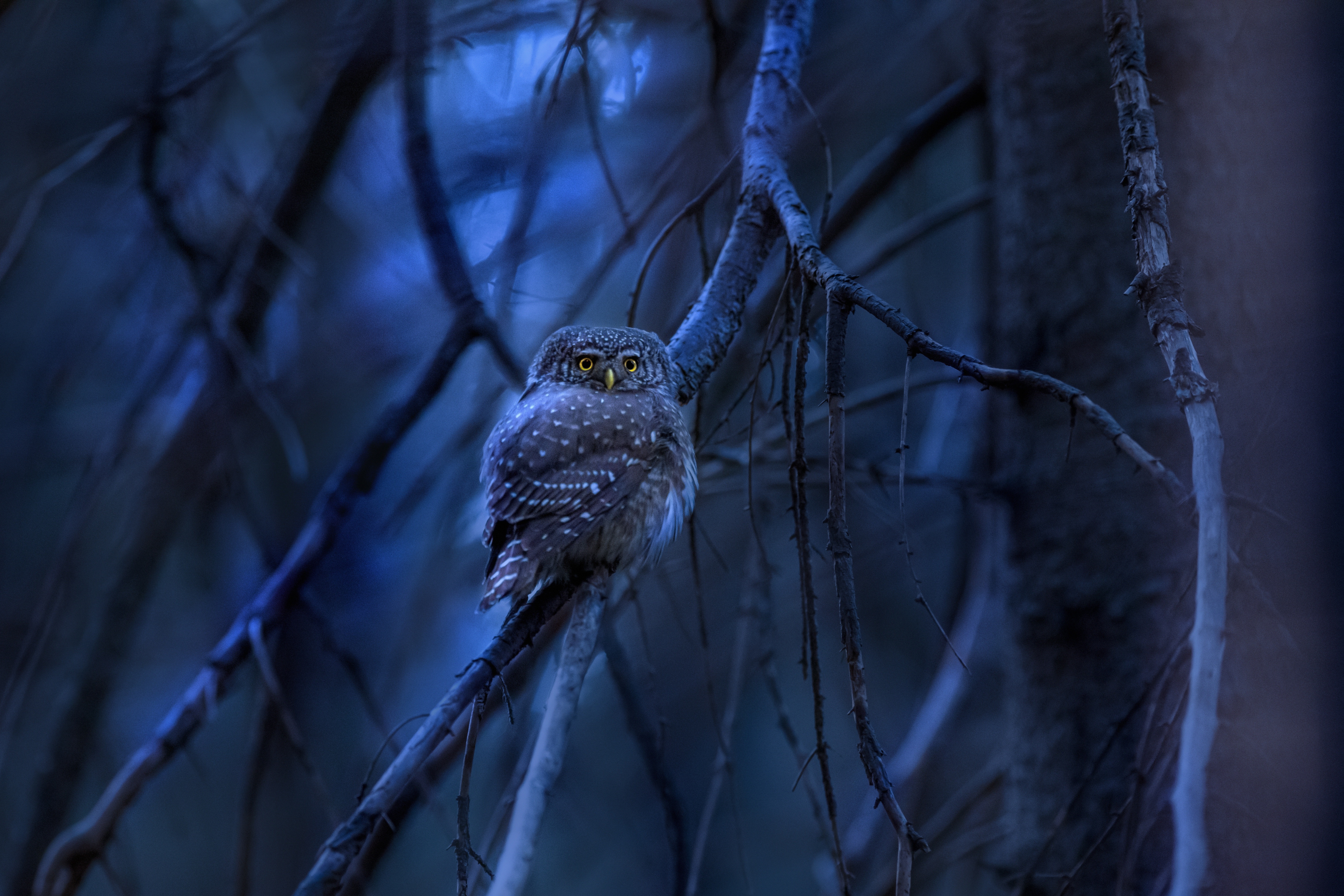 Small owl perched on a branch in a dark forest HD Wallpaper