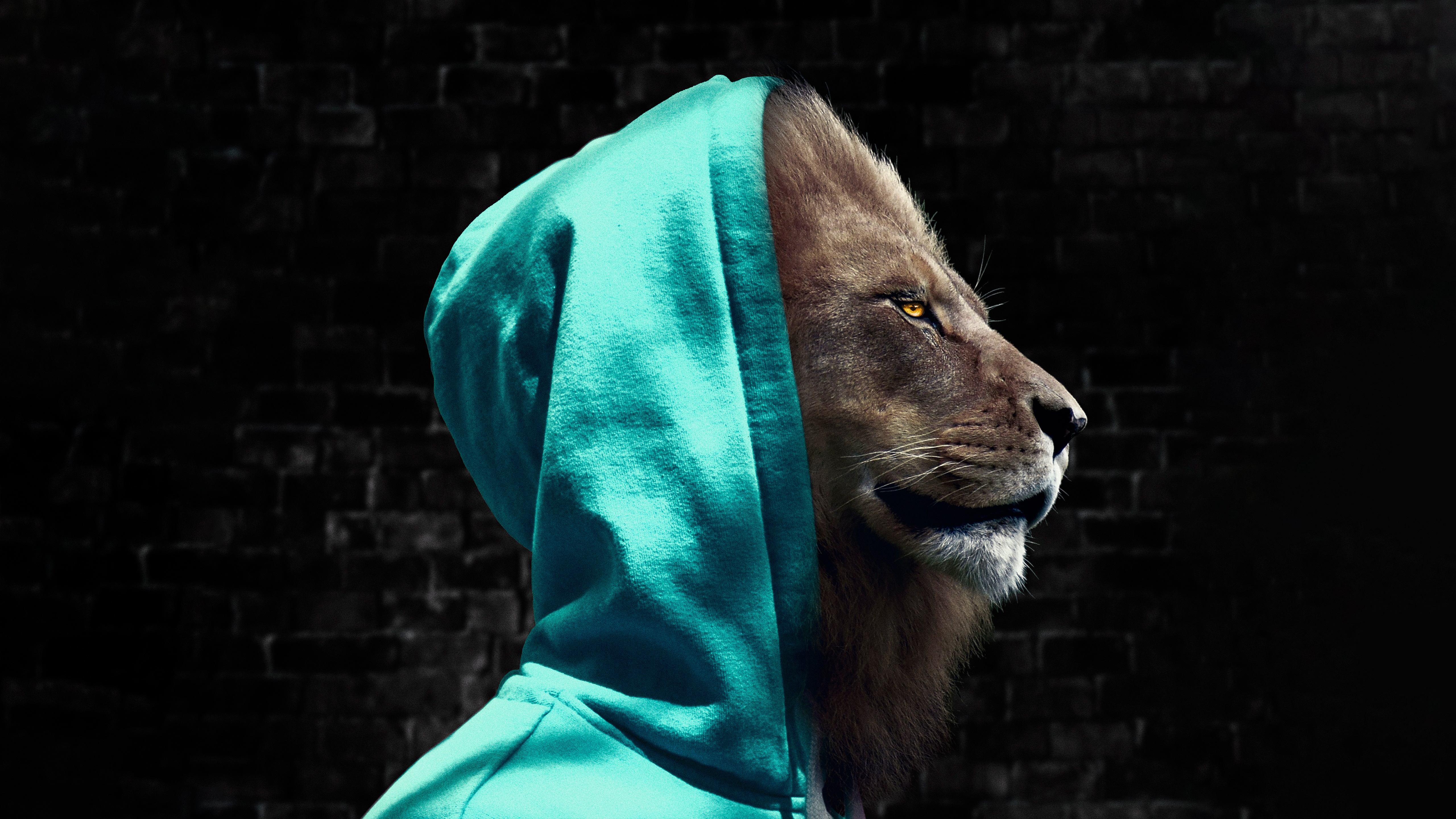 Lion wearing a teal hoodie against a brick wall HD Wallpaper