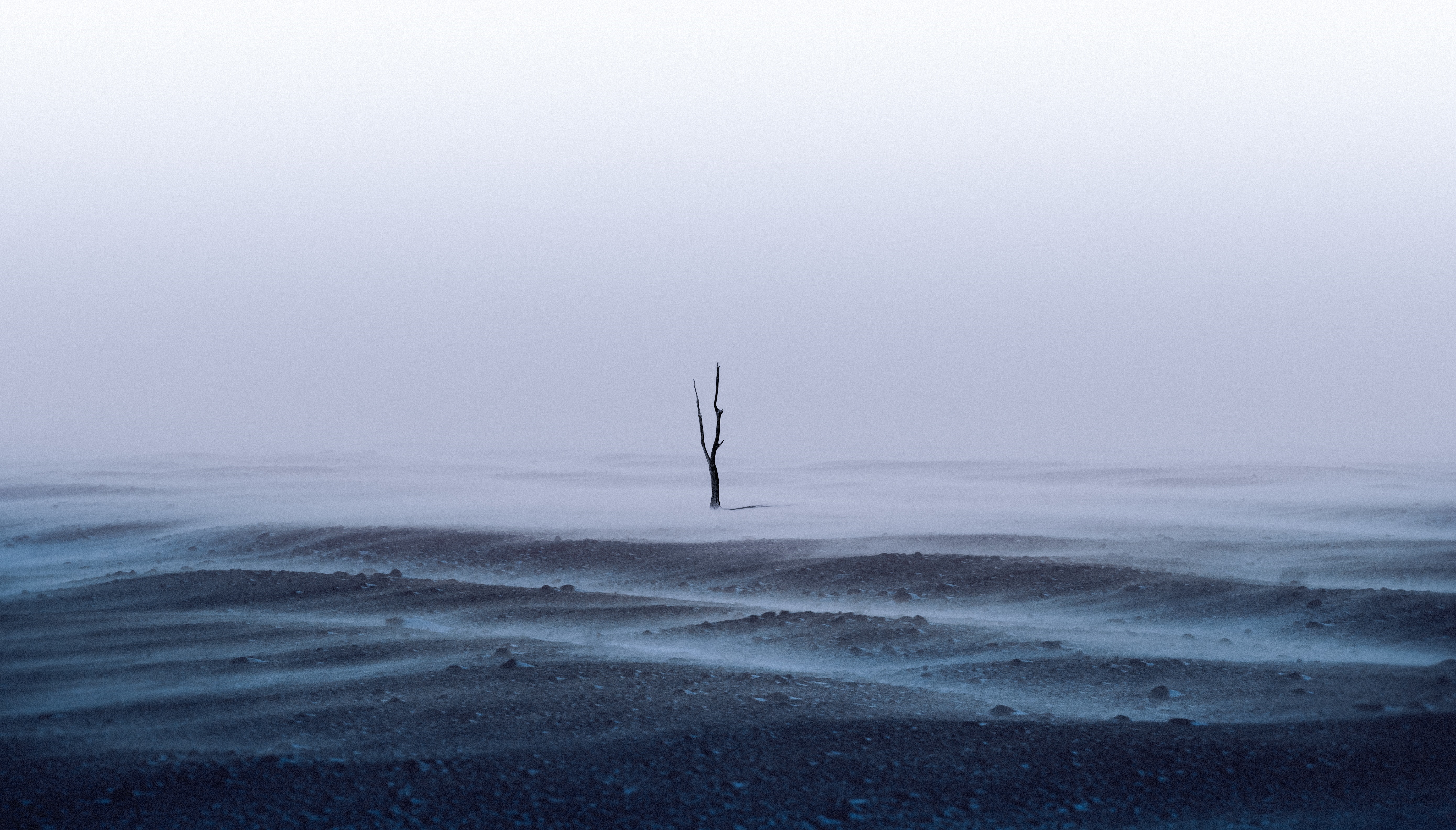 Dead tree in a foggy landscape HD Wallpaper