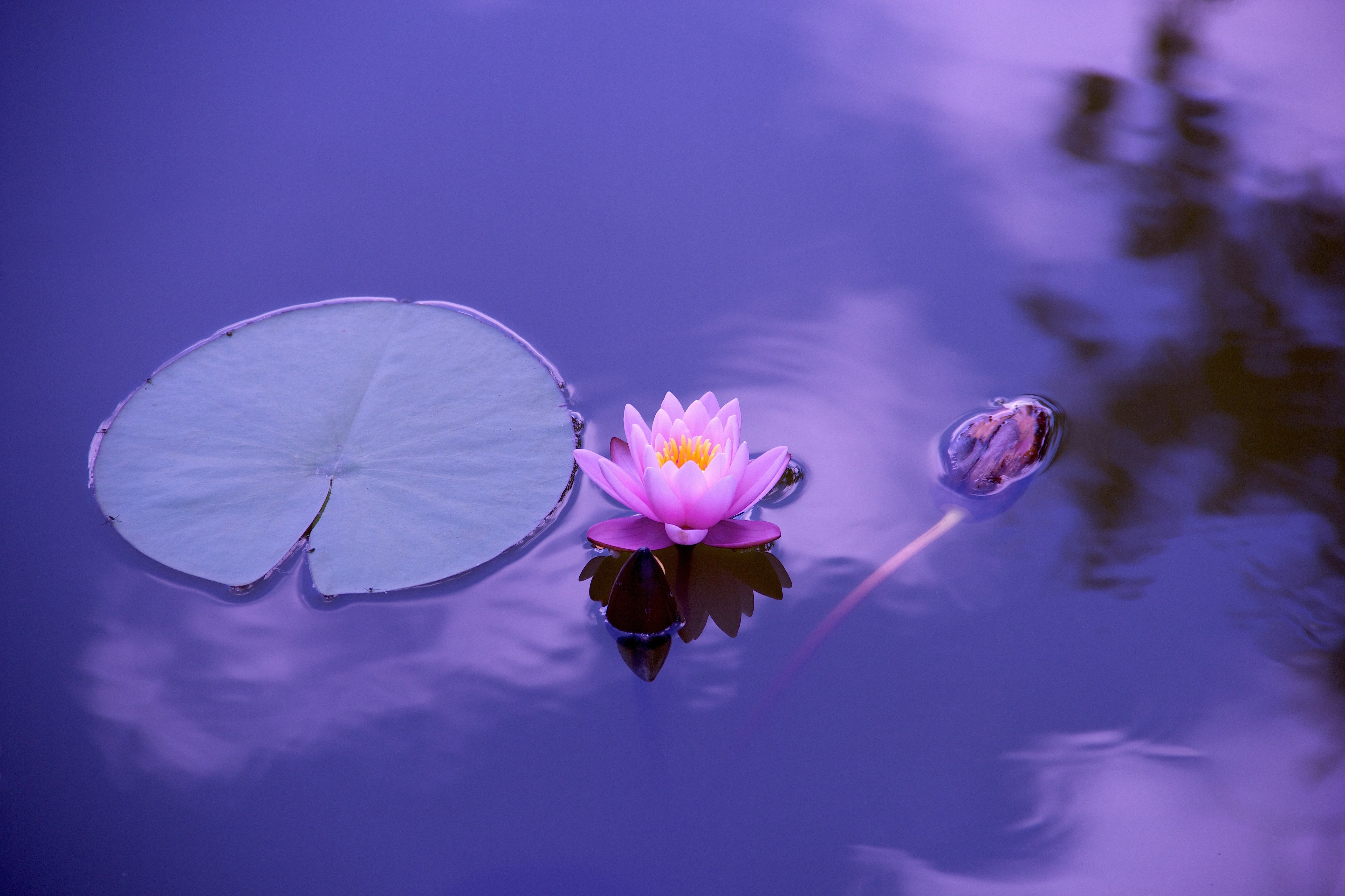 Pink lotus flower and lily pad on purple water HD Wallpaper