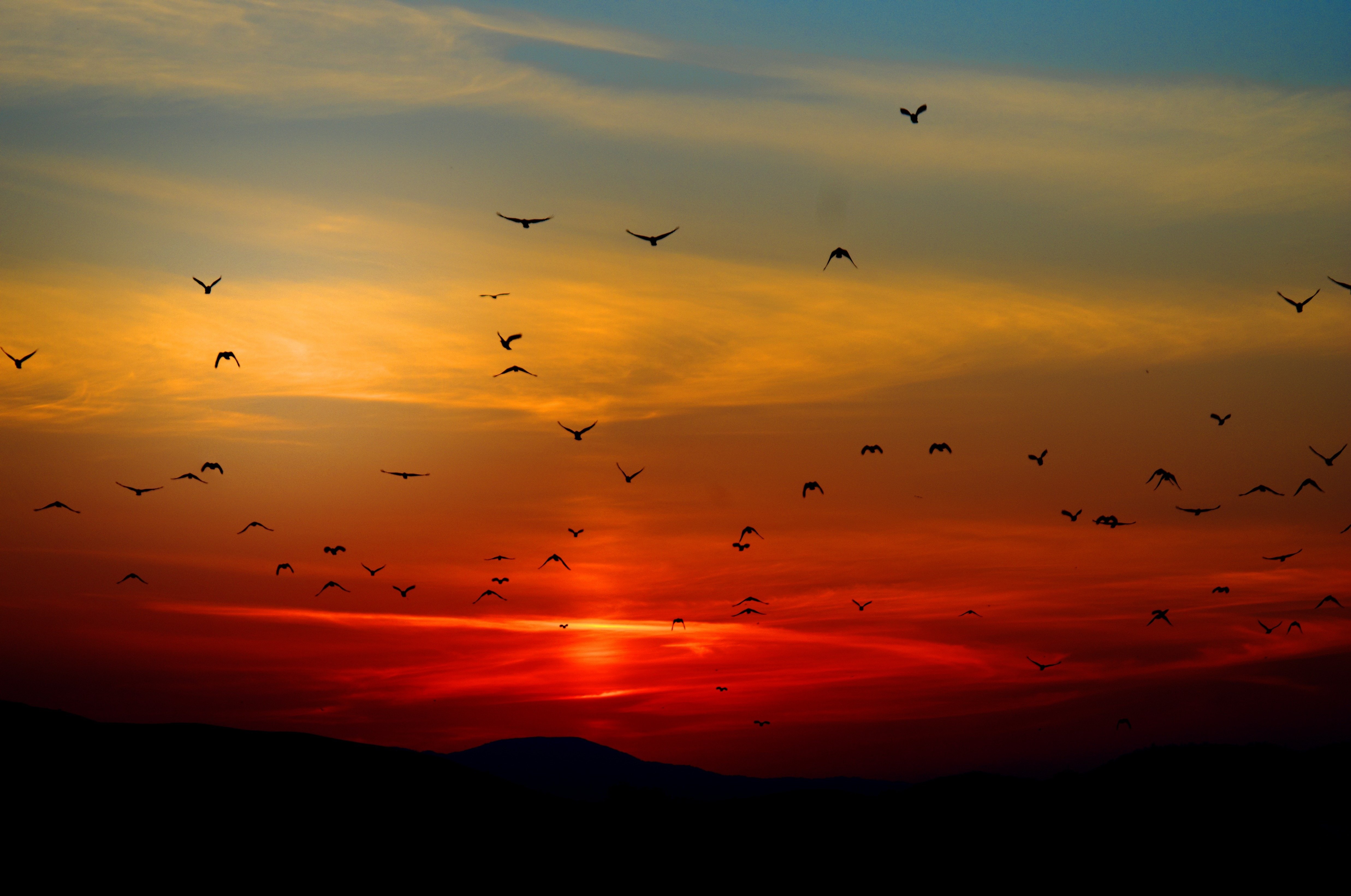 Flock of birds flying at sunset over mountains HD Wallpaper