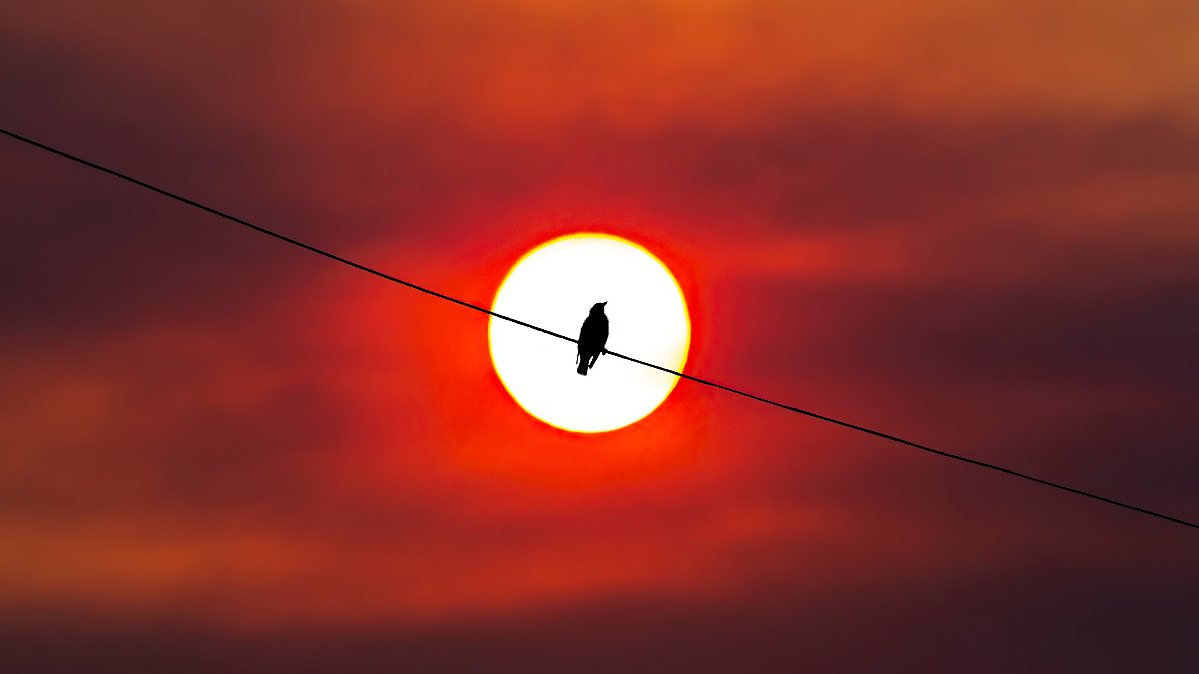 Bird silhouette on a wire against the sun 4K HD Wallpaper