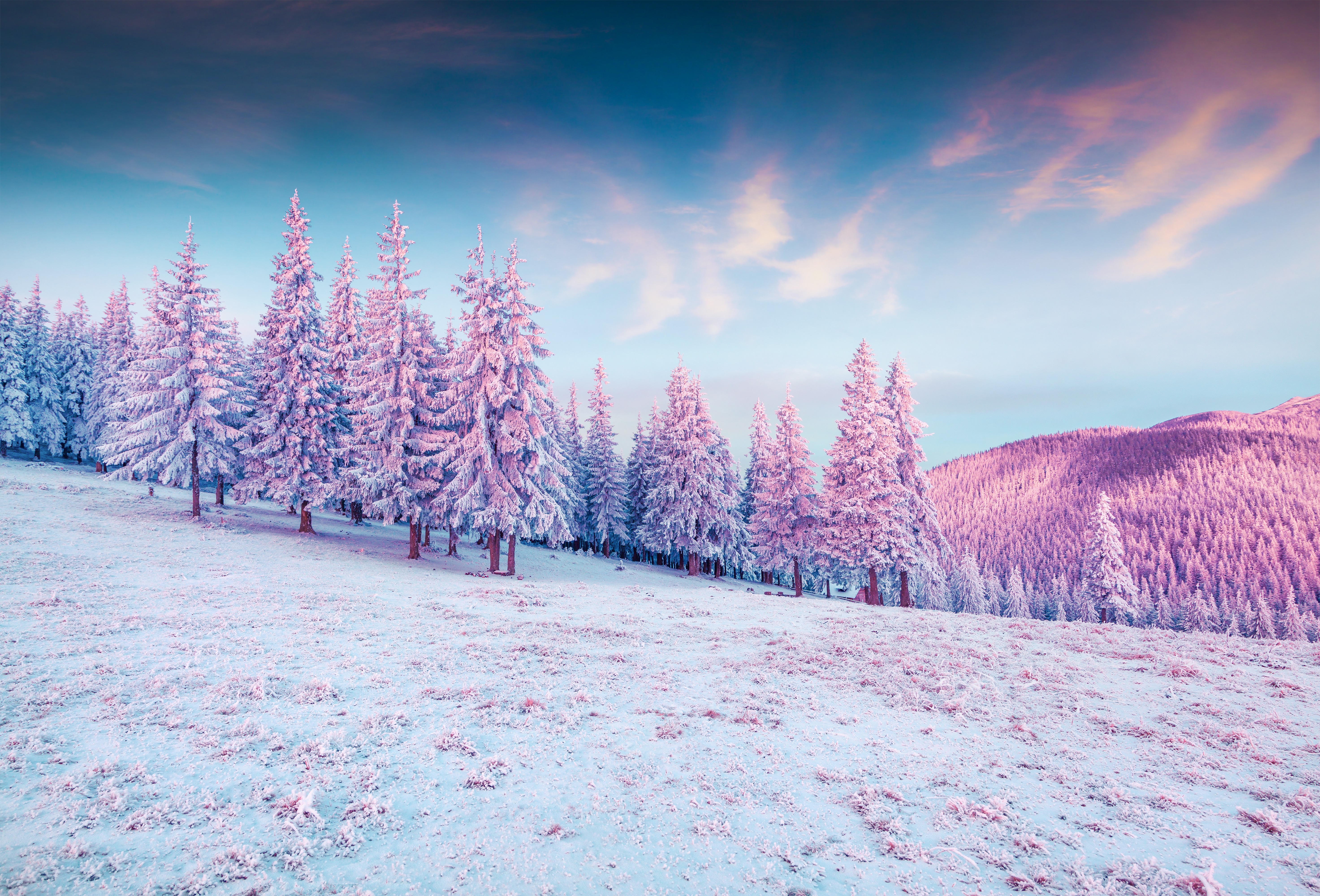 Snow-covered trees in a winter landscape HD Wallpaper