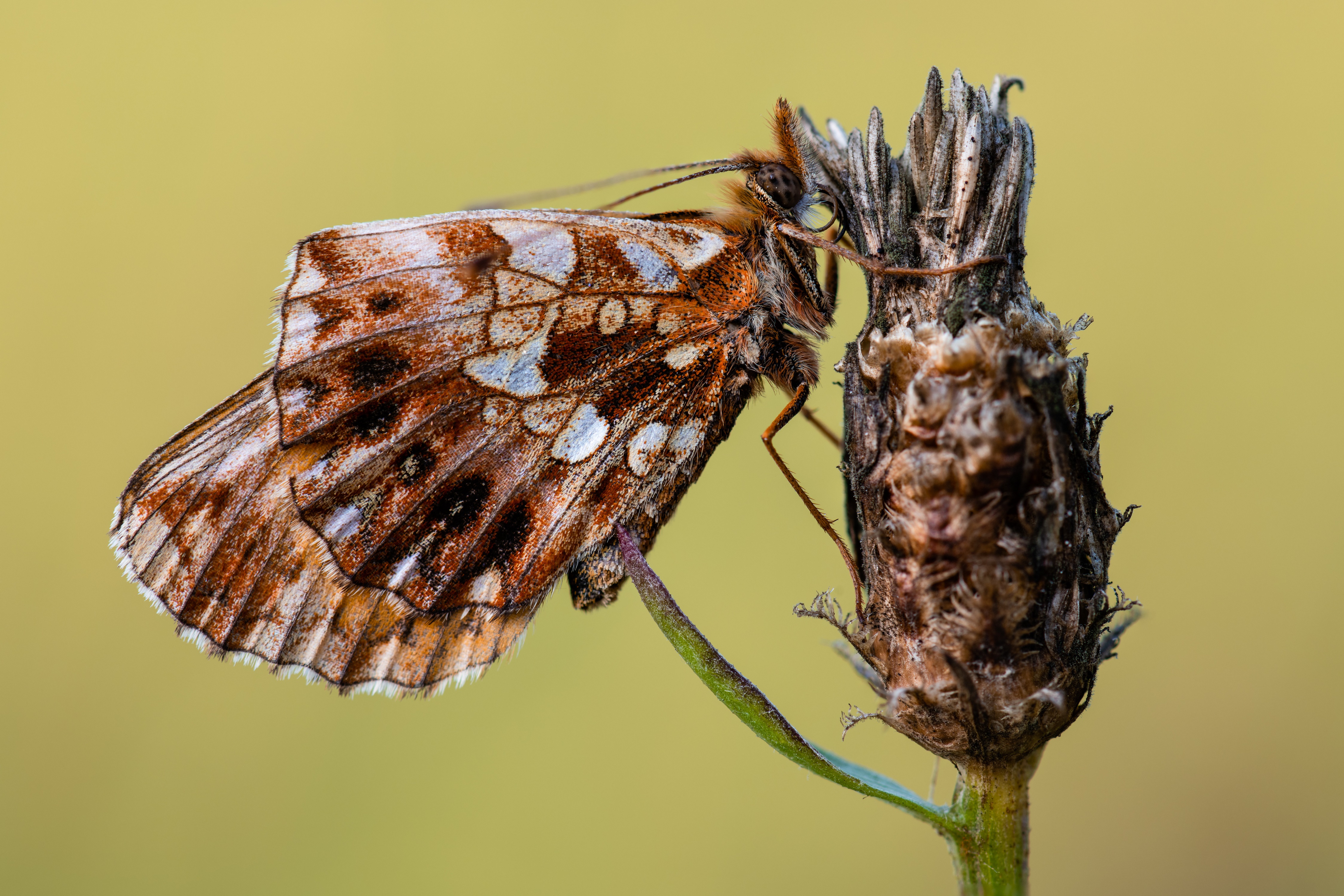 Butterfly on a dried plant, 4K HD Wallpaper