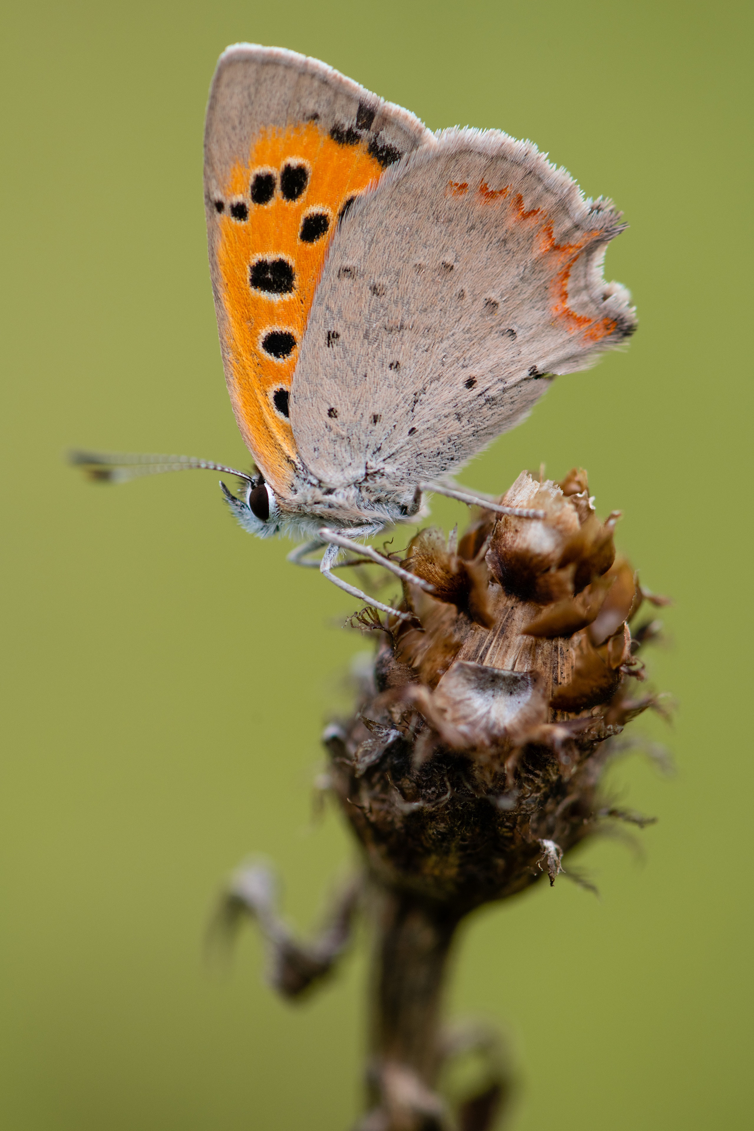 Small Copper Butterfly on a Dried Flower HD Phone Wallpaper