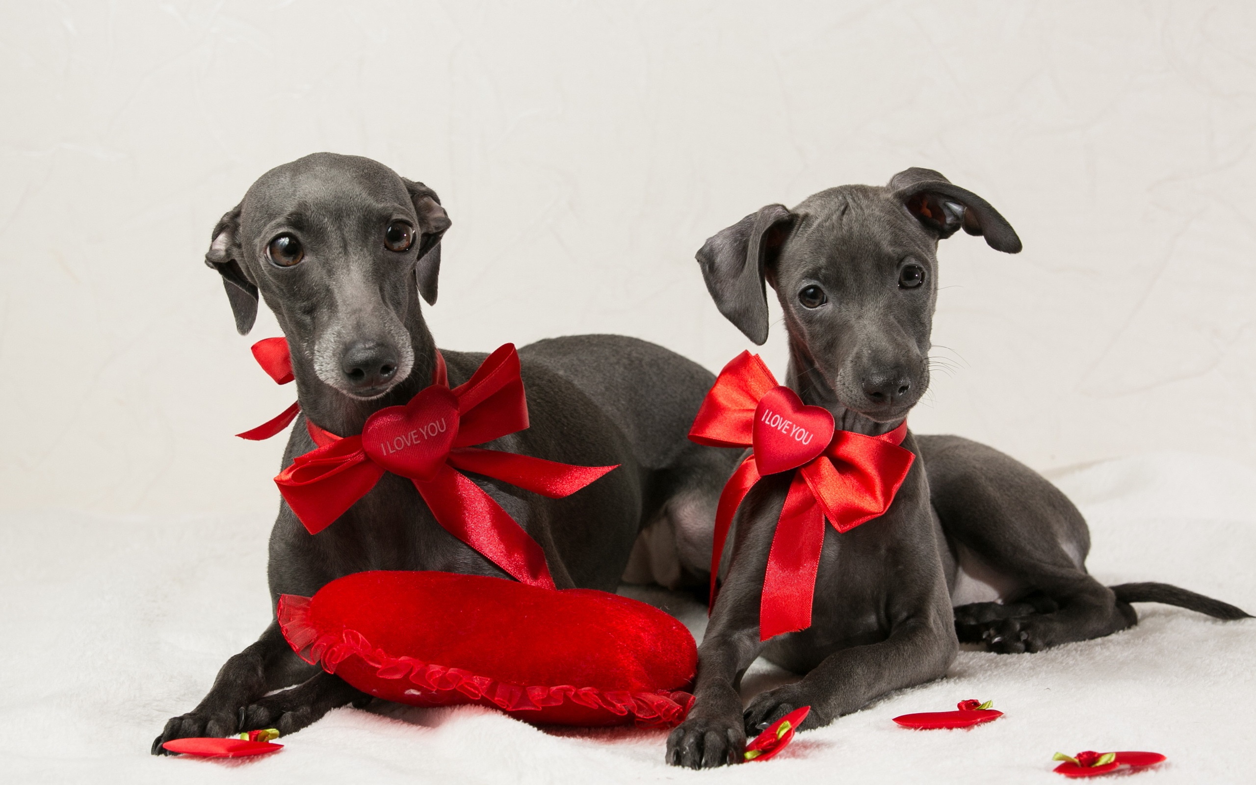 Two Italian Greyhounds with red bows and heart pillow HD Wallpaper