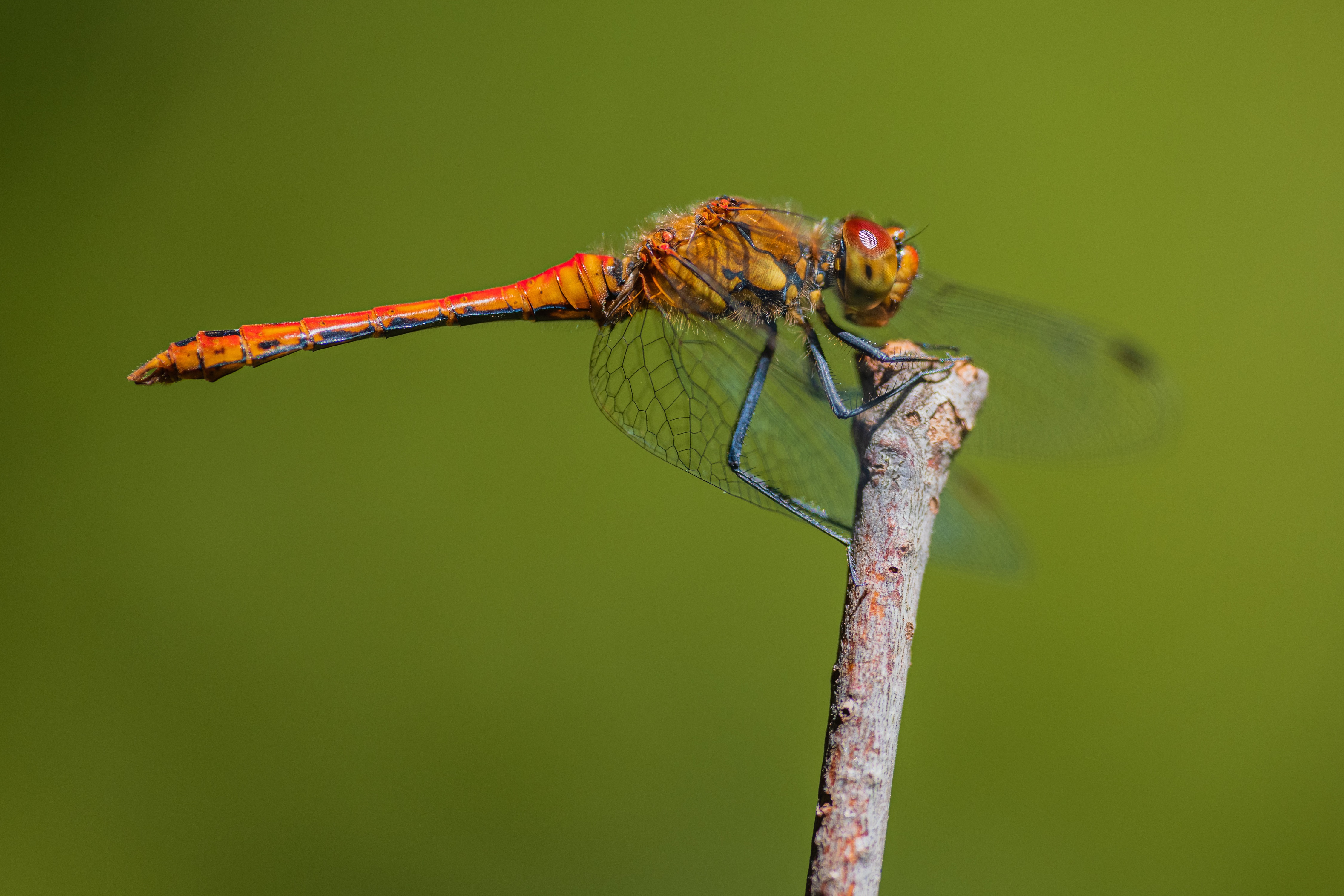 Sympetrum sanguineum dragonfly on a branch HD Wallpaper