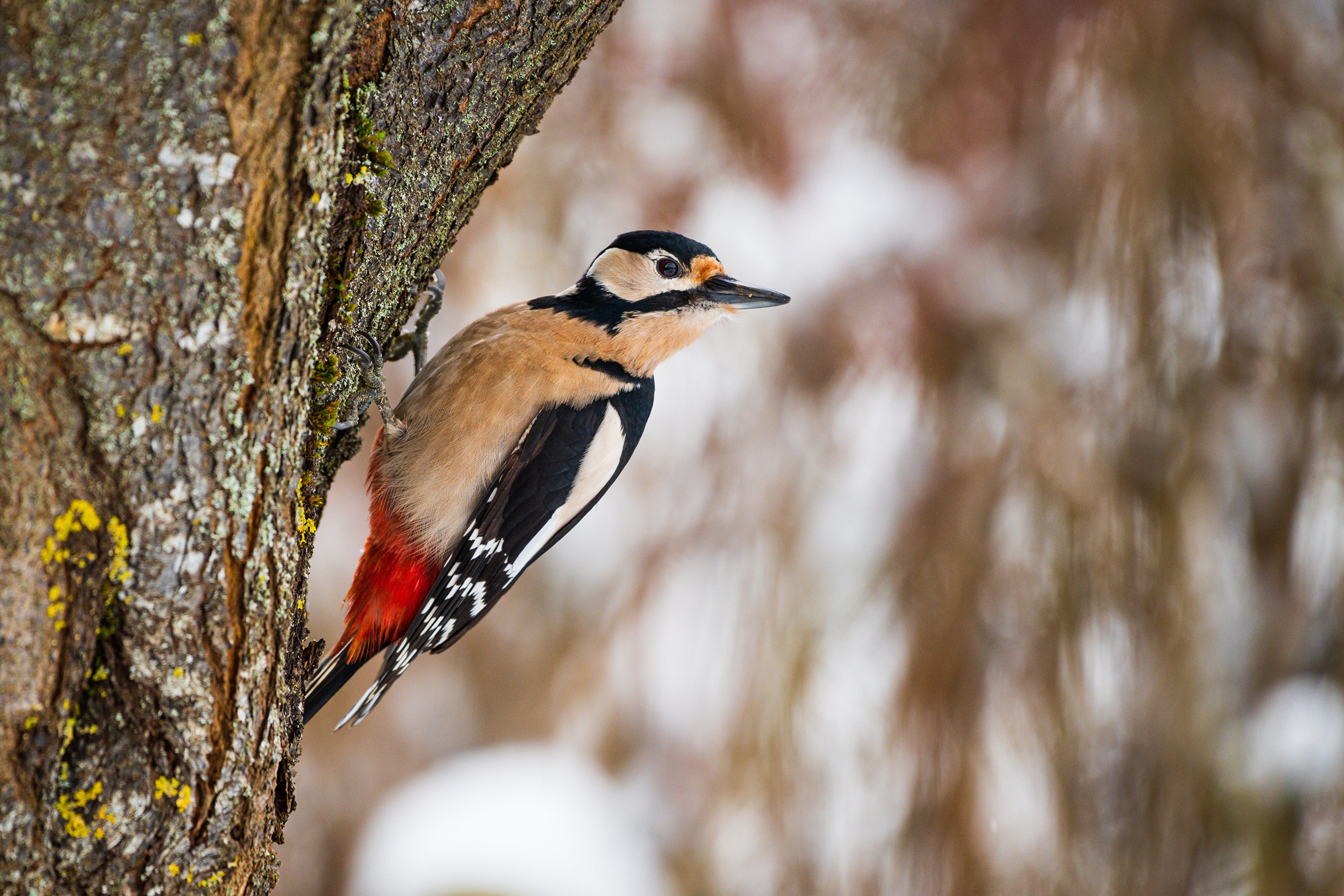 Great Spotted Woodpecker on a Tree Trunk HD Wallpaper