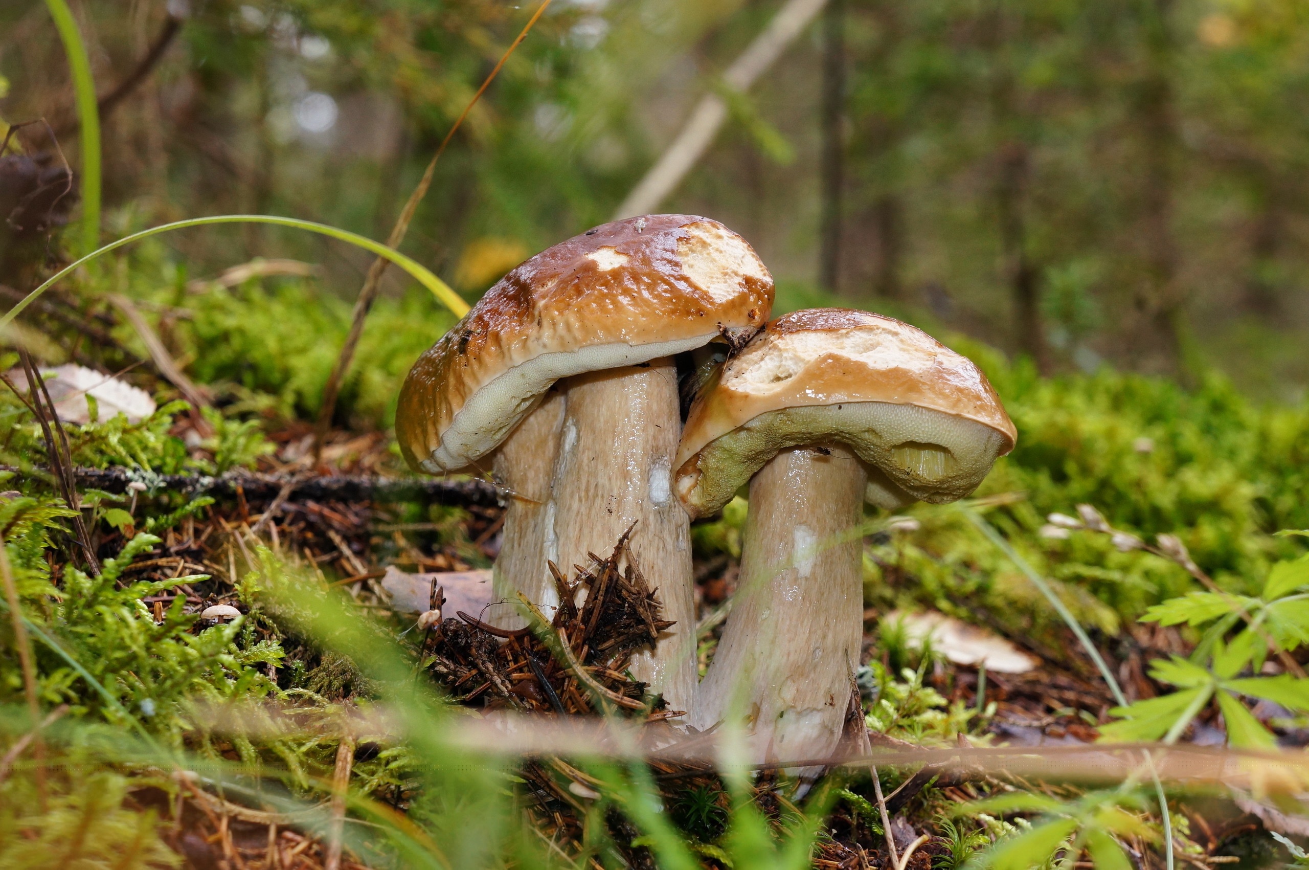 Two Penny Bun mushrooms in a forest HD Wallpaper