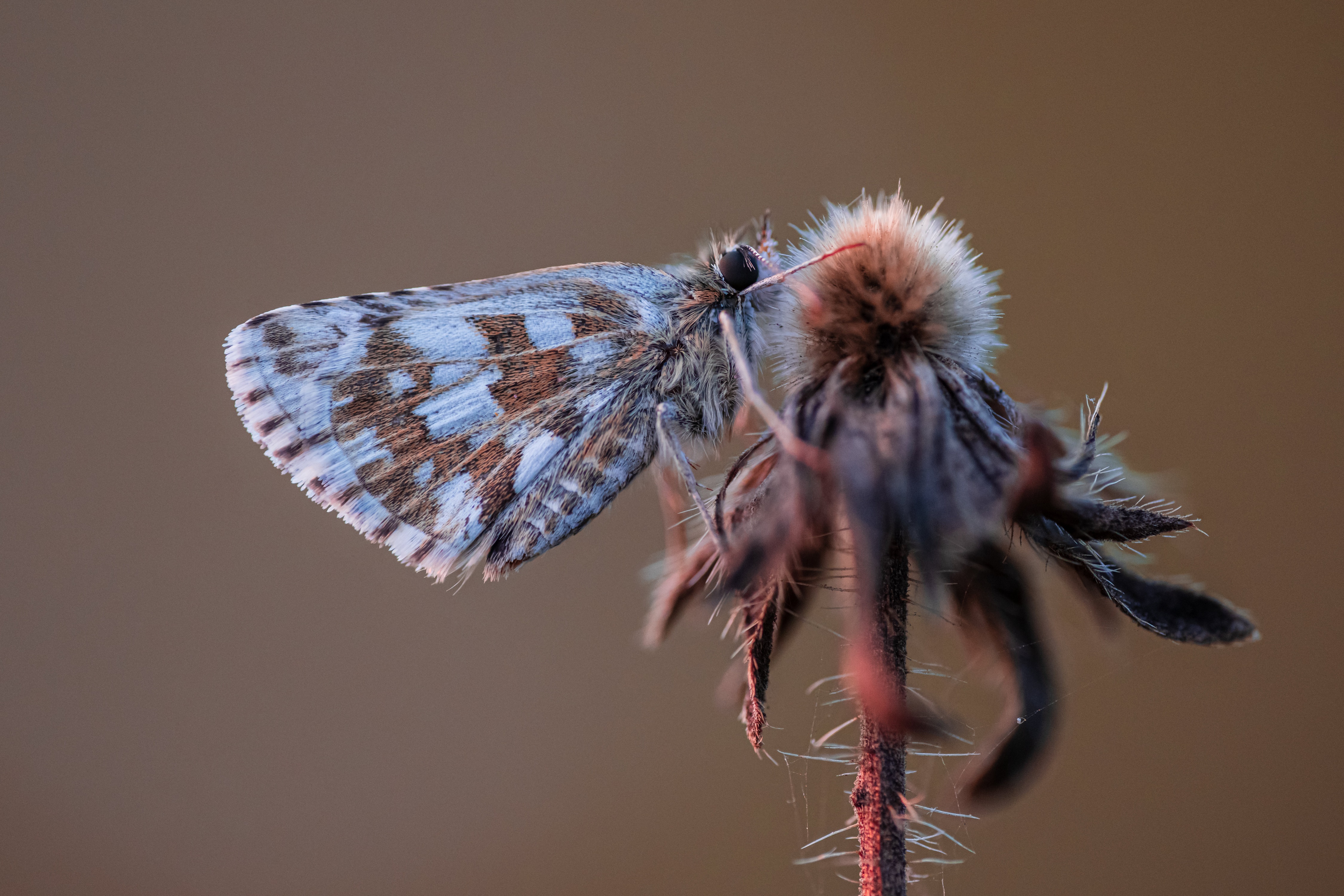 4K Pyrgus malvae butterfly on dried flower HD Wallpaper