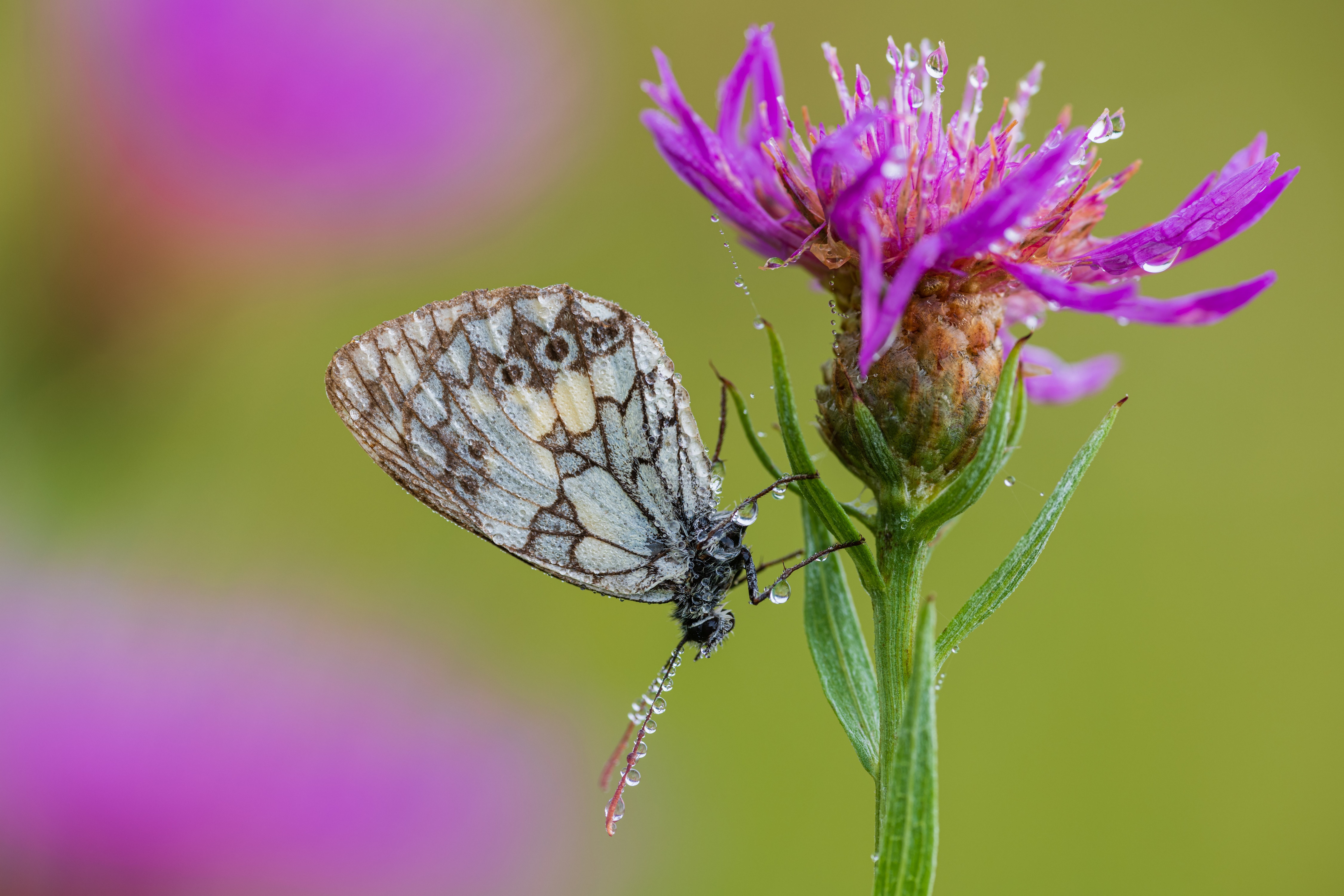 Marbled White butterfly on a purple flower with water droplets HD Wallpaper