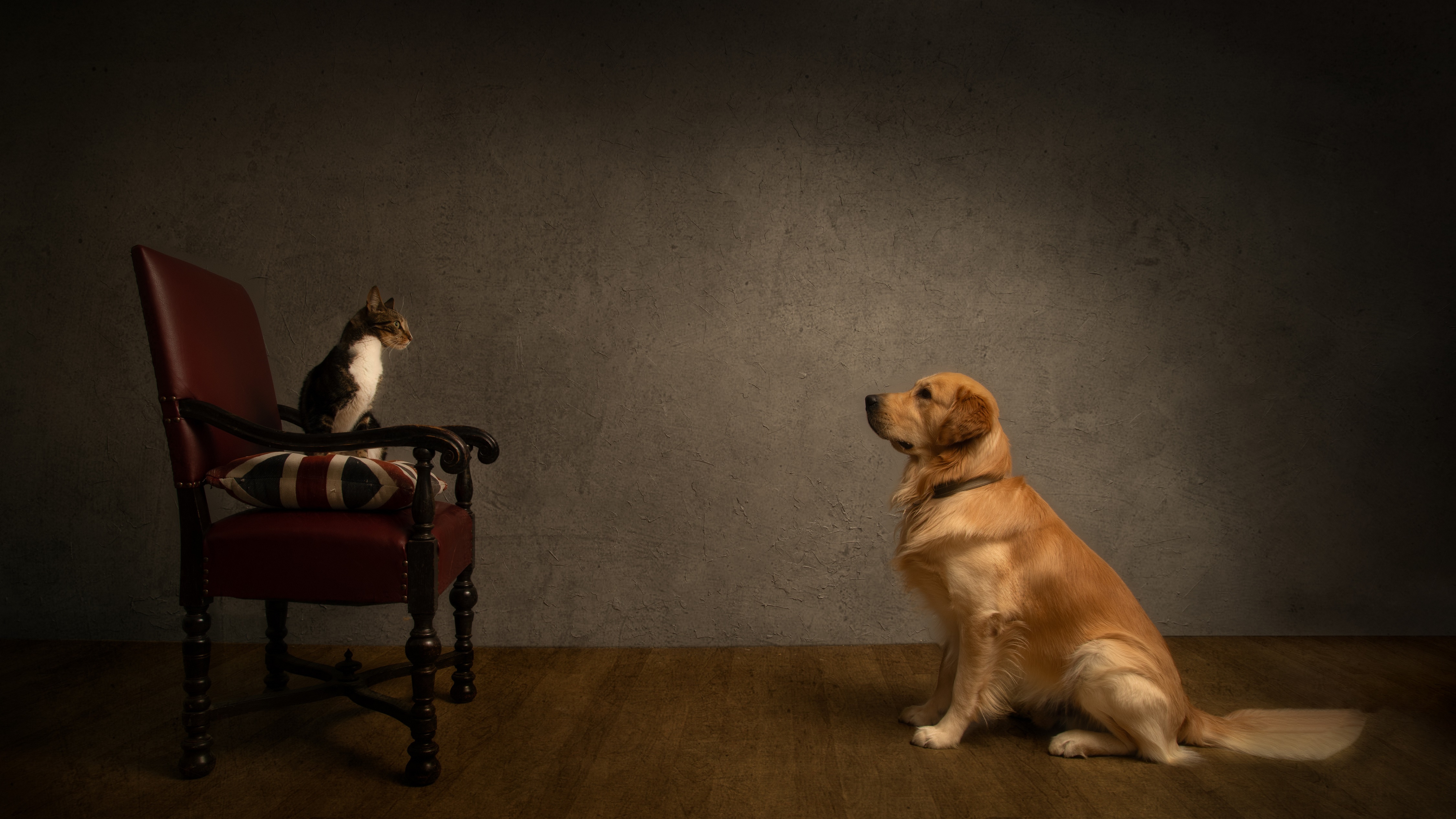 Golden Retriever and Cat on Armchair HD Wallpaper