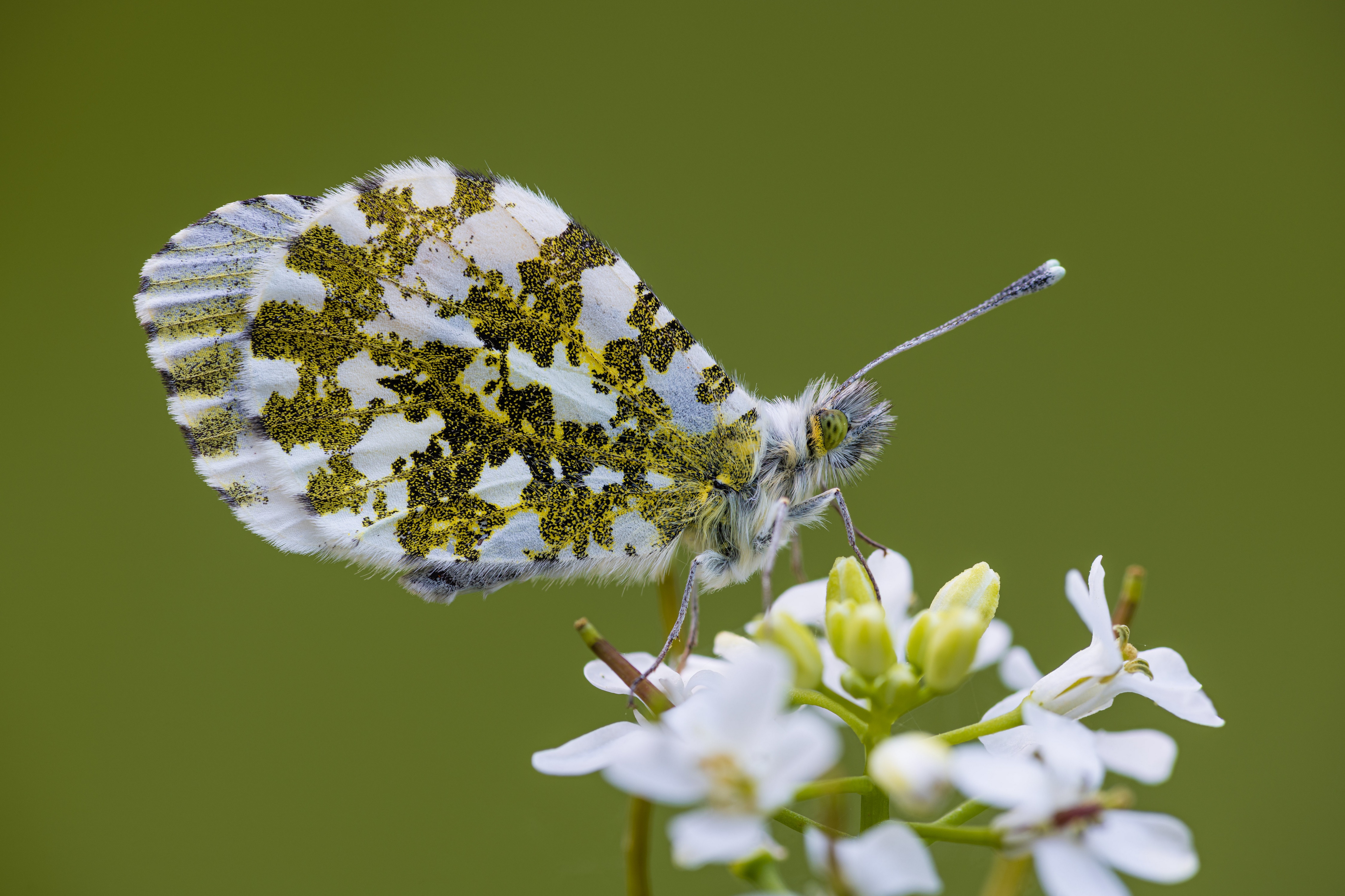 4K Anthocharis Cardamines Butterfly on White Flowers HD Wallpaper