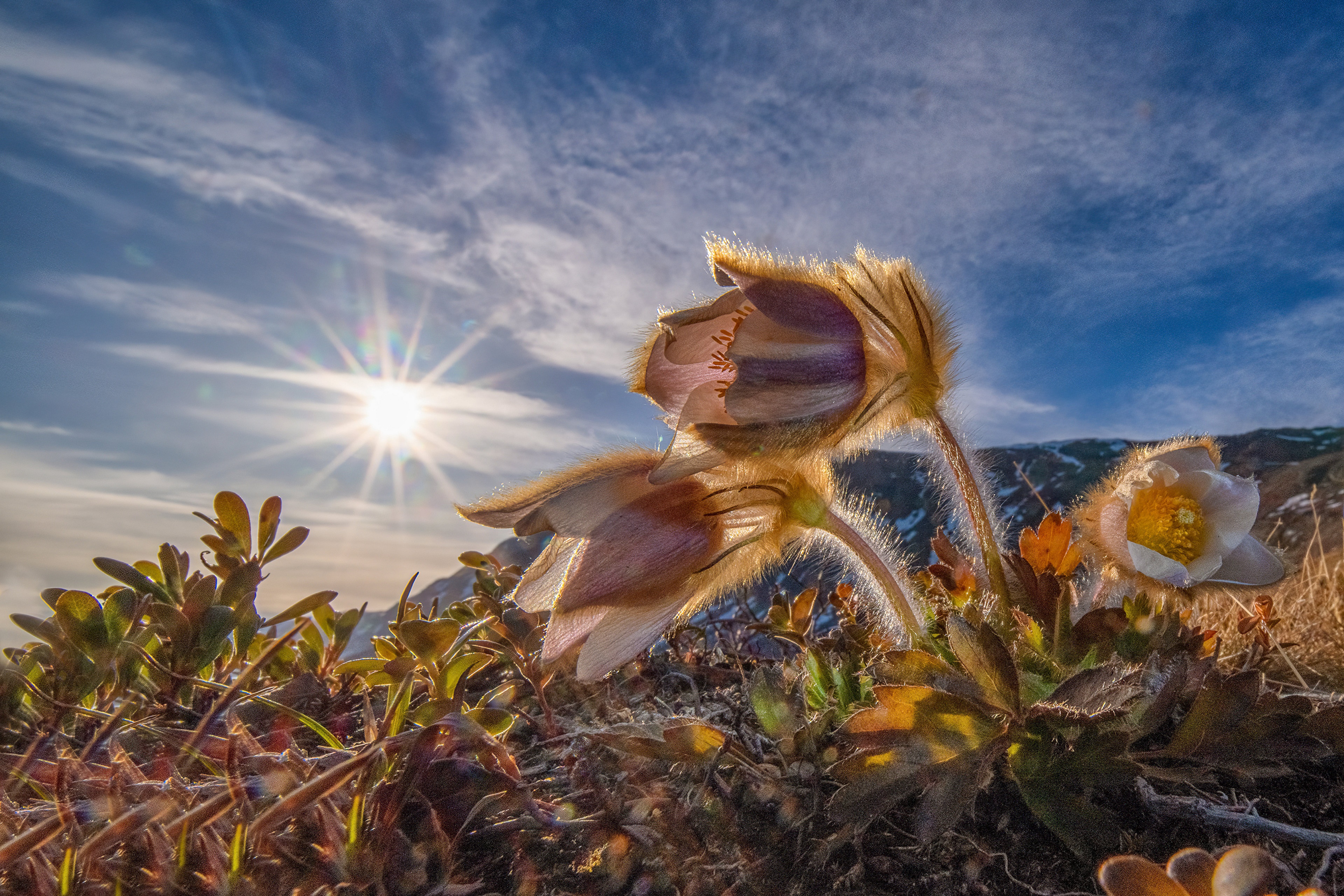 4K Pulsatilla flowers in spring sunlight HD Wallpaper