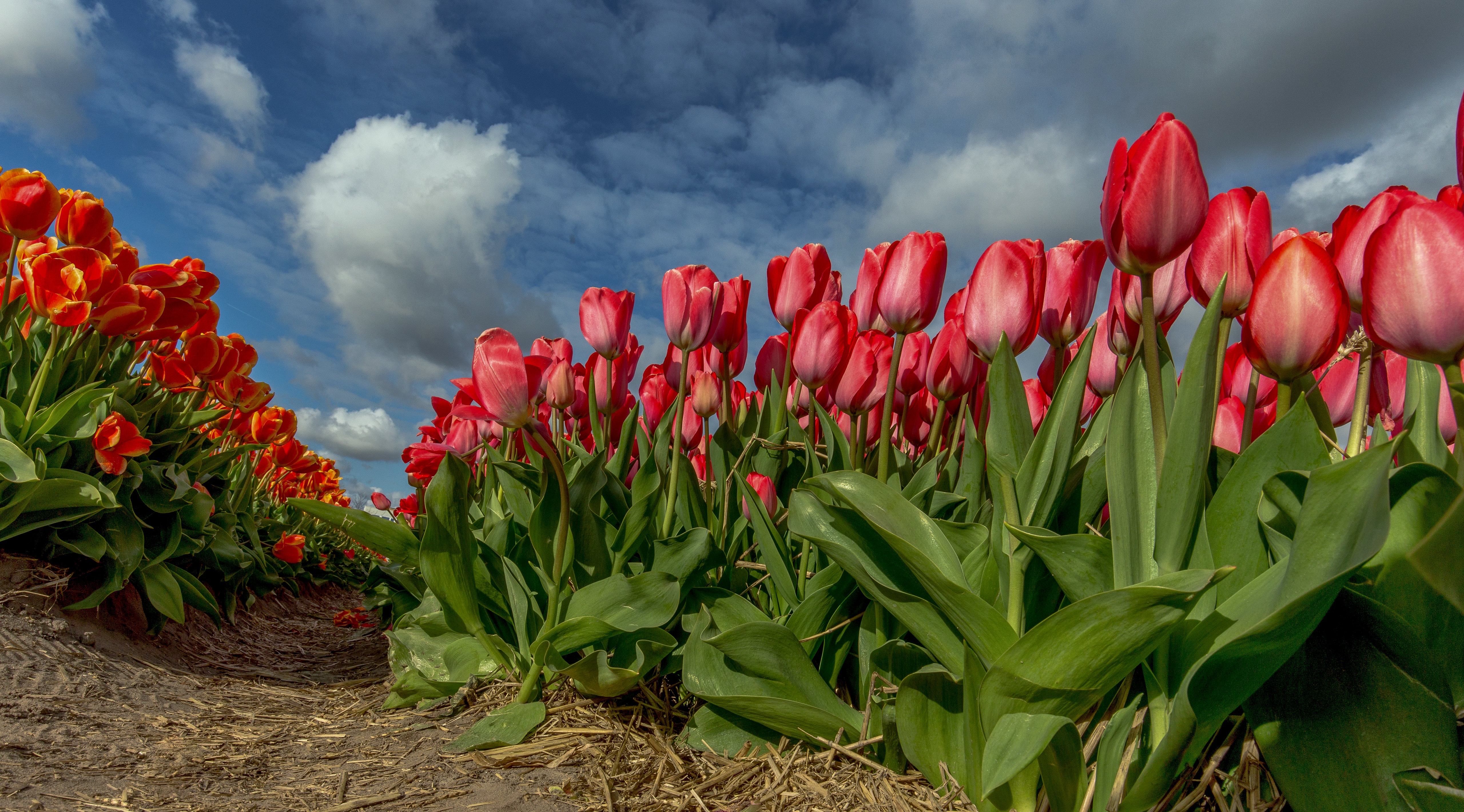 Red and Orange Tulips Field Under Cloudy Sky HD Wallpaper