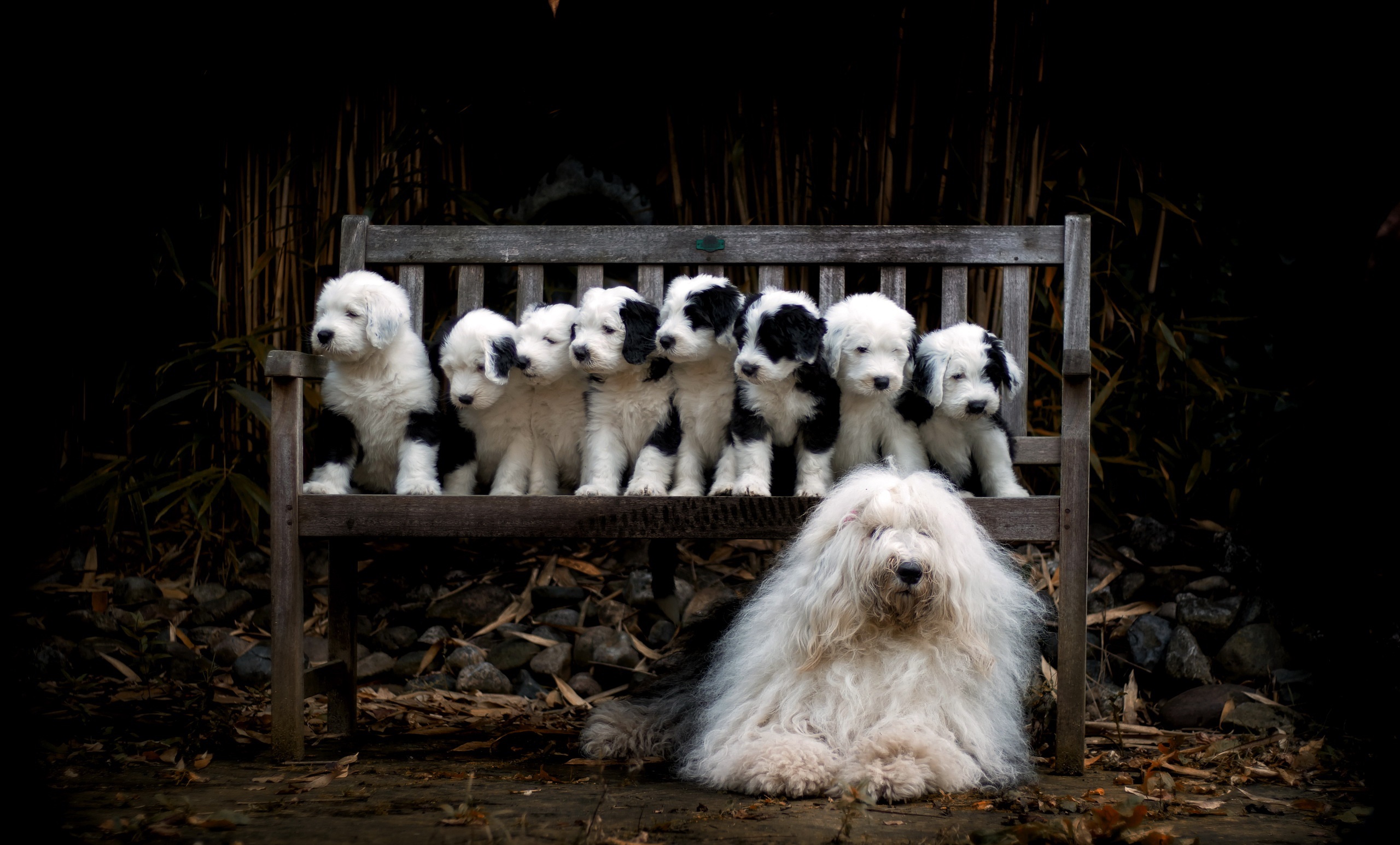 Old English Sheepdog puppies and adult on a bench HD Wallpaper