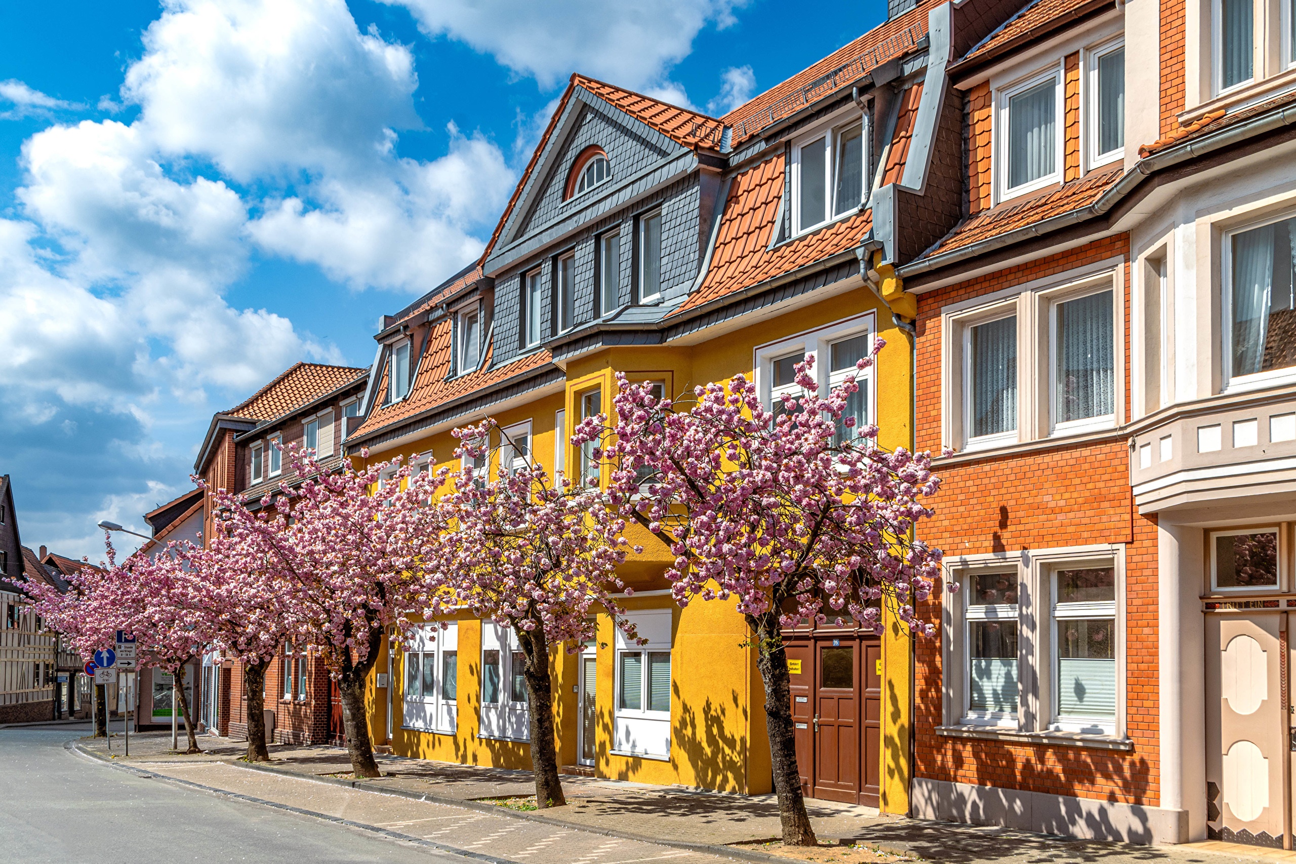 Houses and flowering trees on a street in Seesen, Germany HD Wallpaper