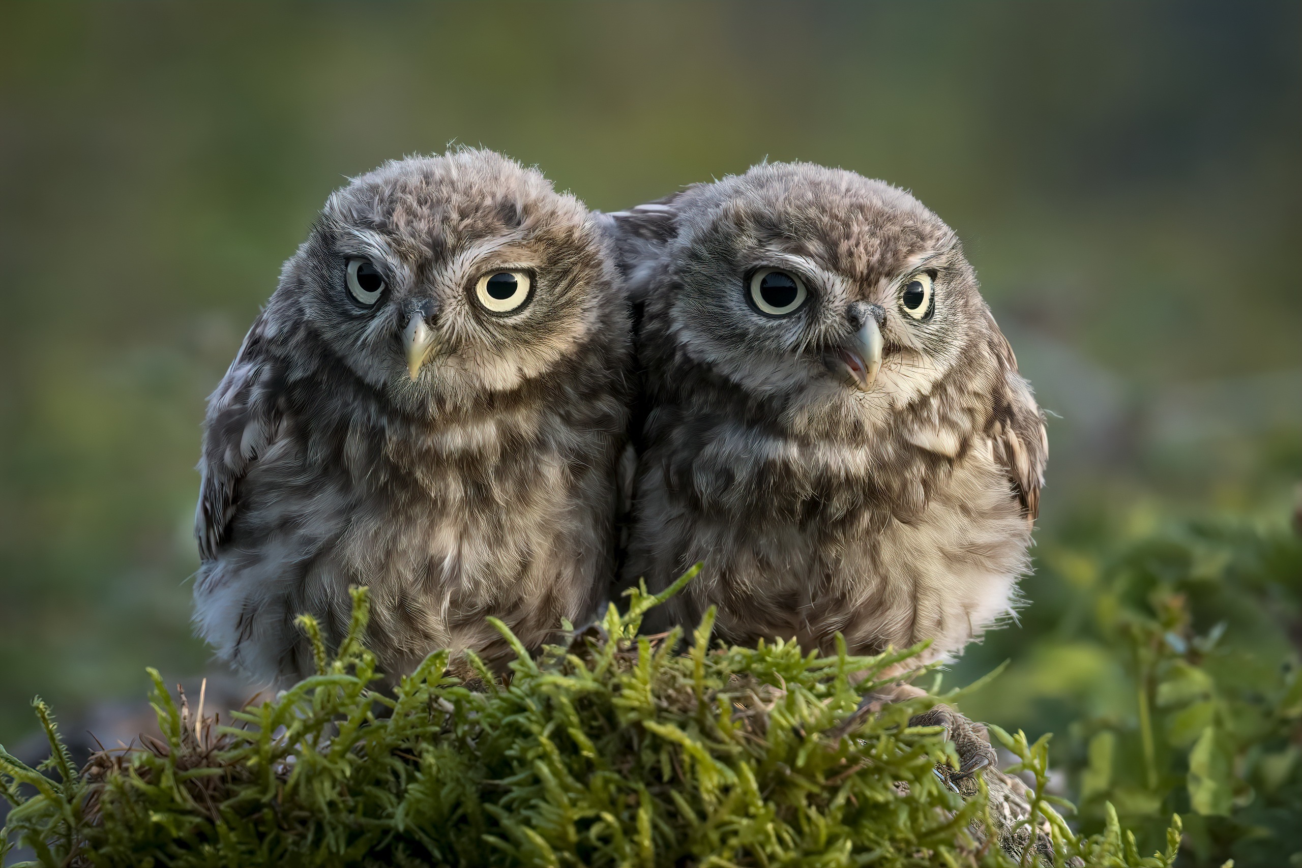 Two little owls sitting on moss HD Wallpaper
