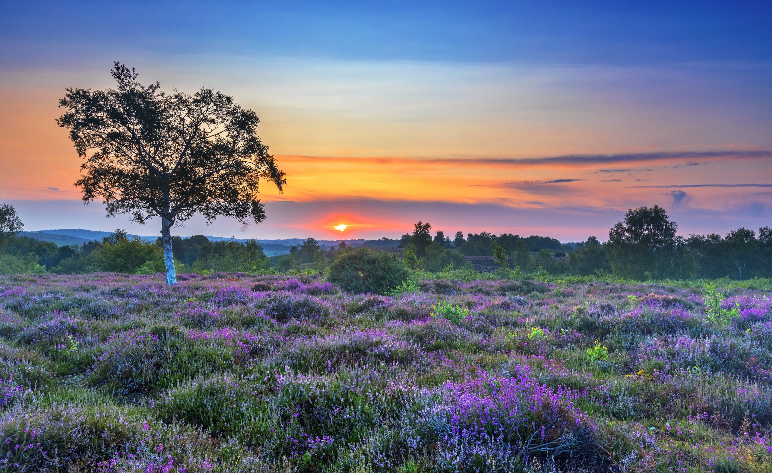 Heather field at sunset with a lone tree HD Wallpaper